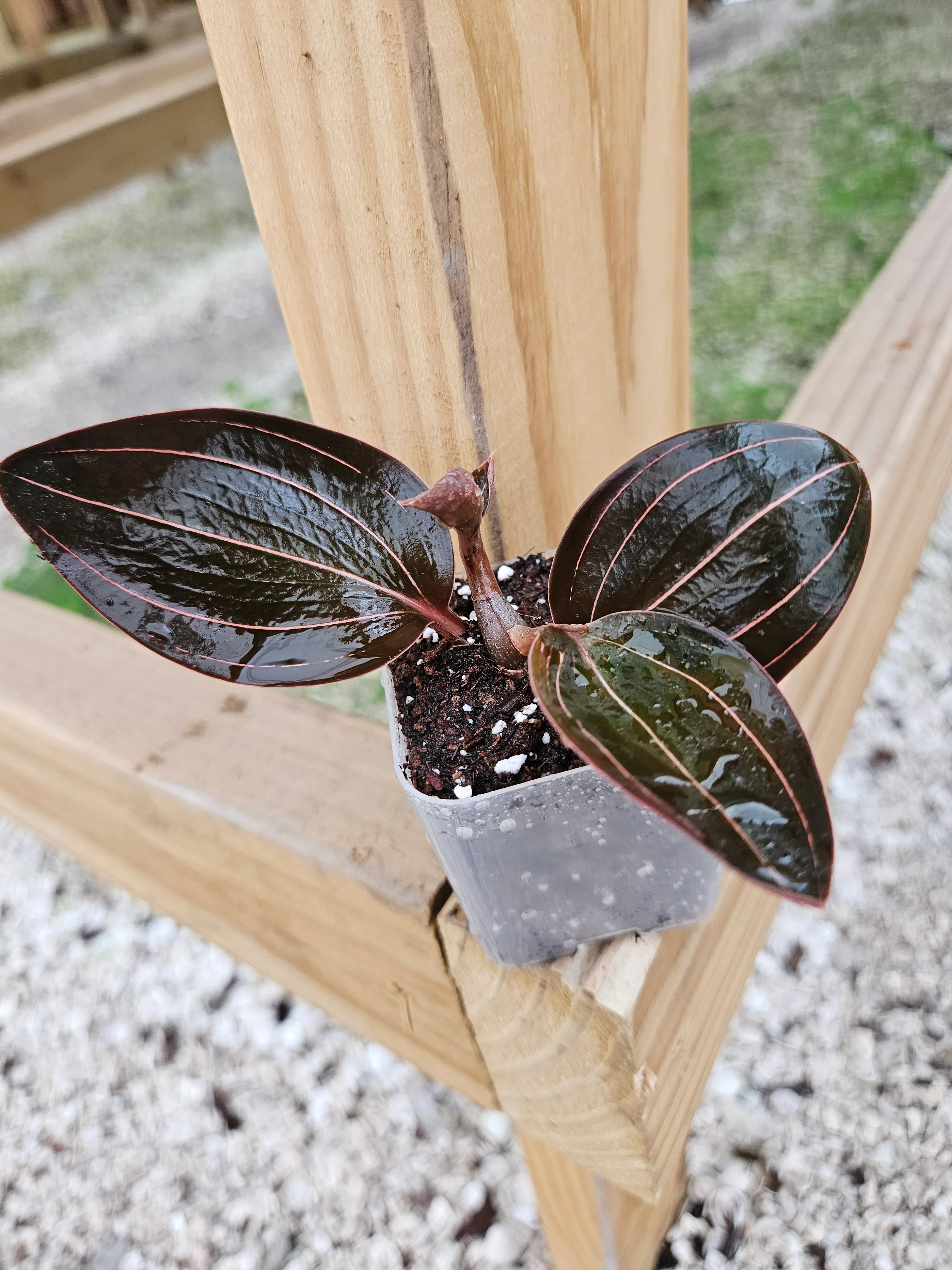 Ludisia Discolor 'Sea Turtle' Jewel Orchid - Image 7