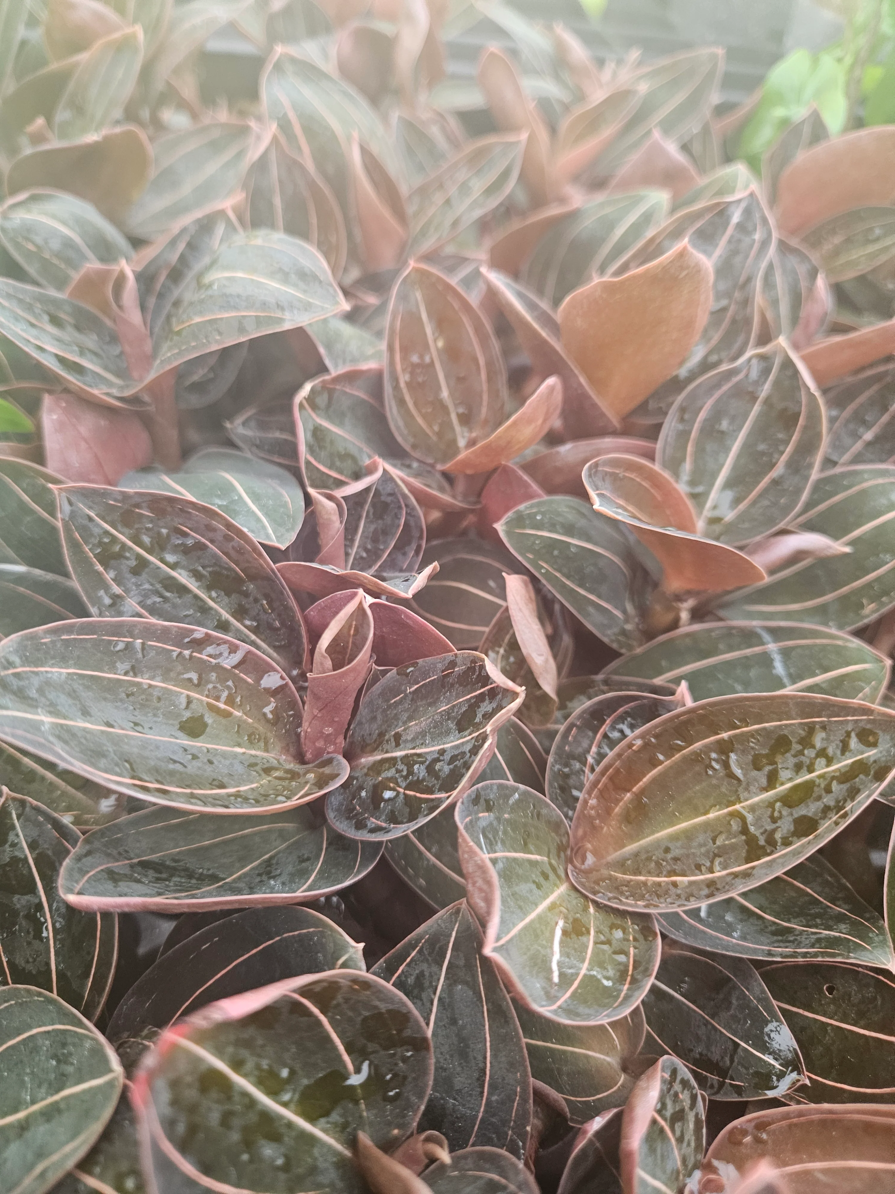 Ludisia Discolor 'Sea Turtle' Jewel Orchid - Image 8