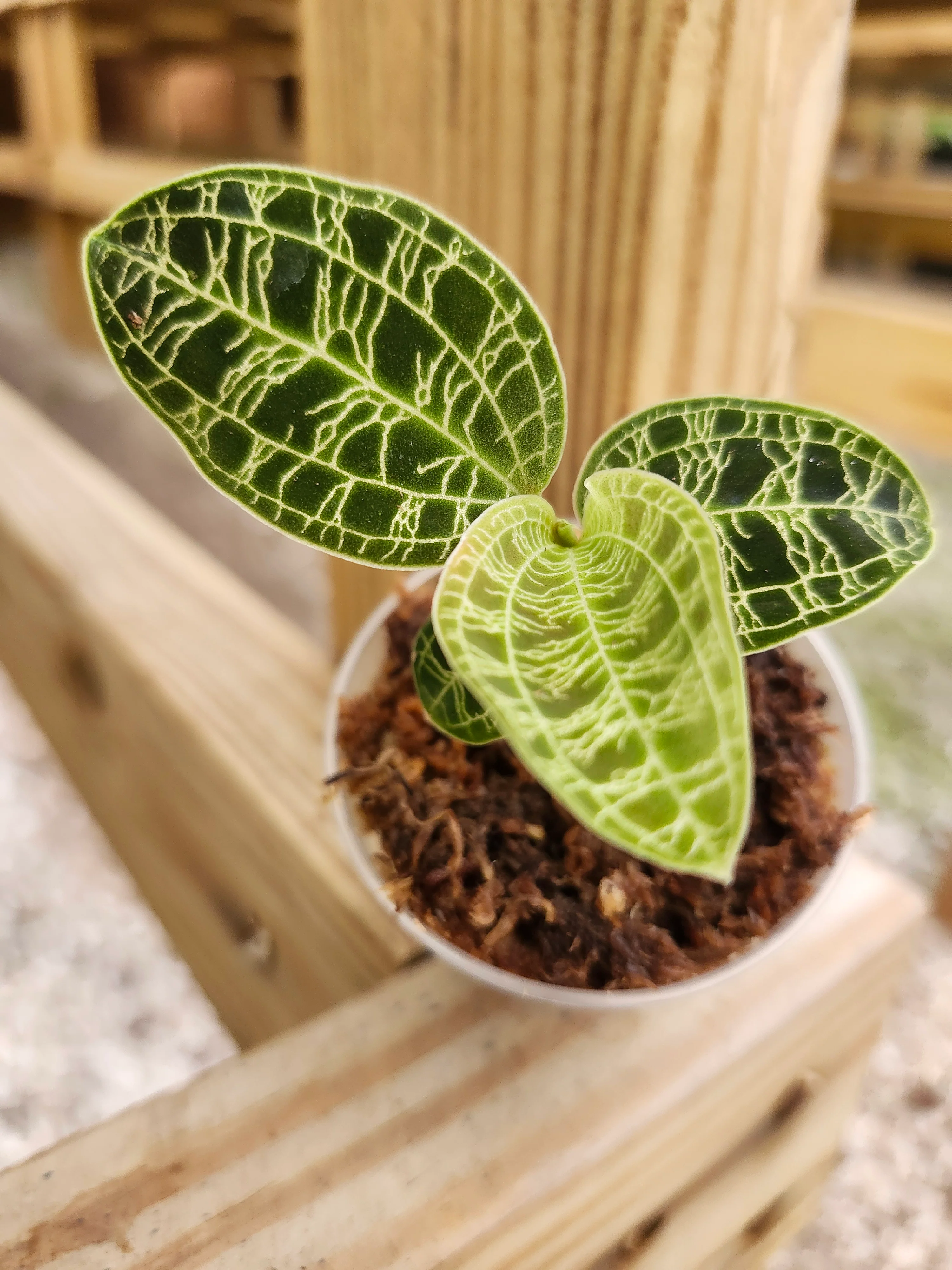 Lightning Jewel Orchid (Macodes Petola)