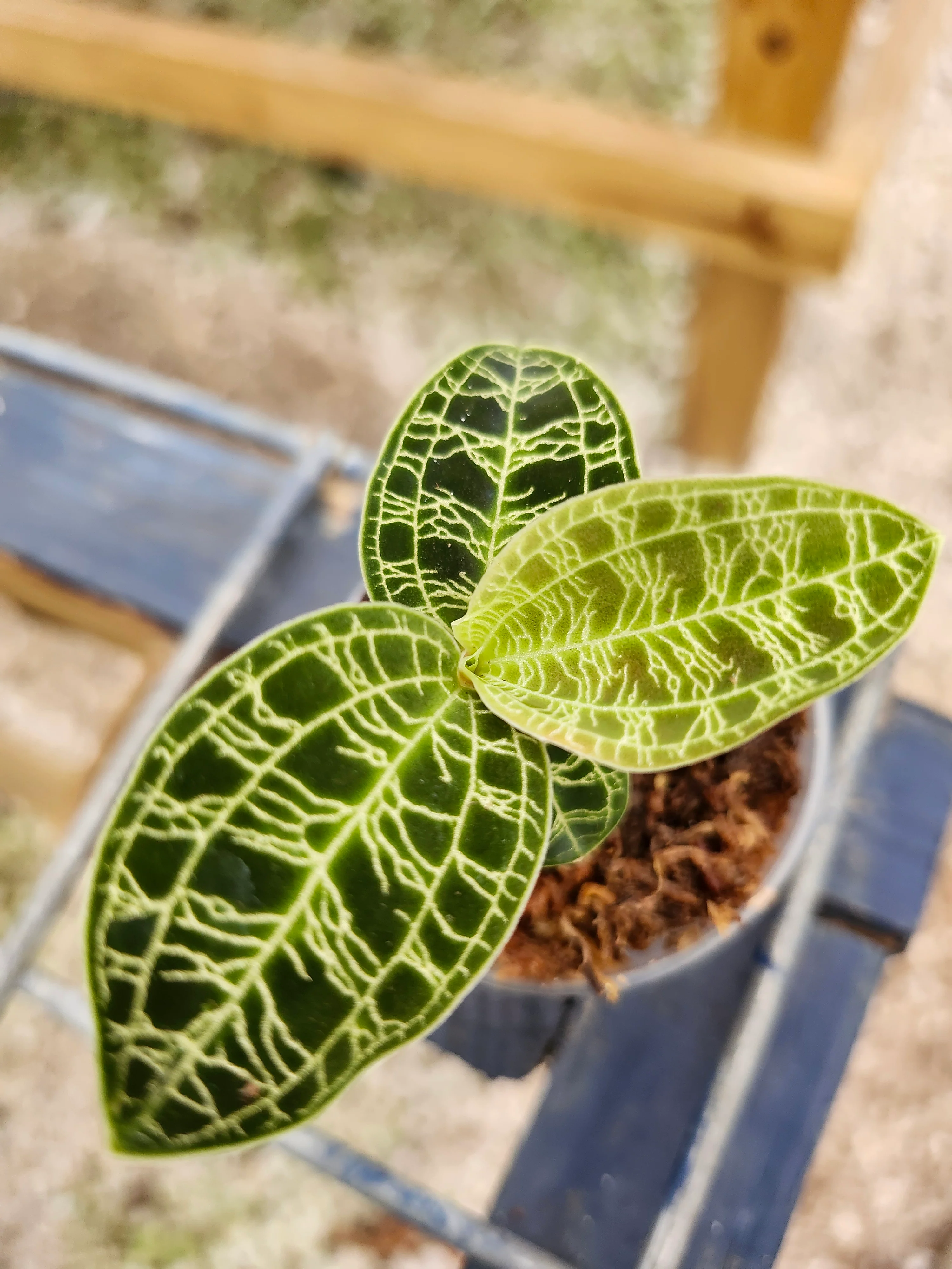 Lightning Jewel Orchid (Macodes Petola) - Image 10