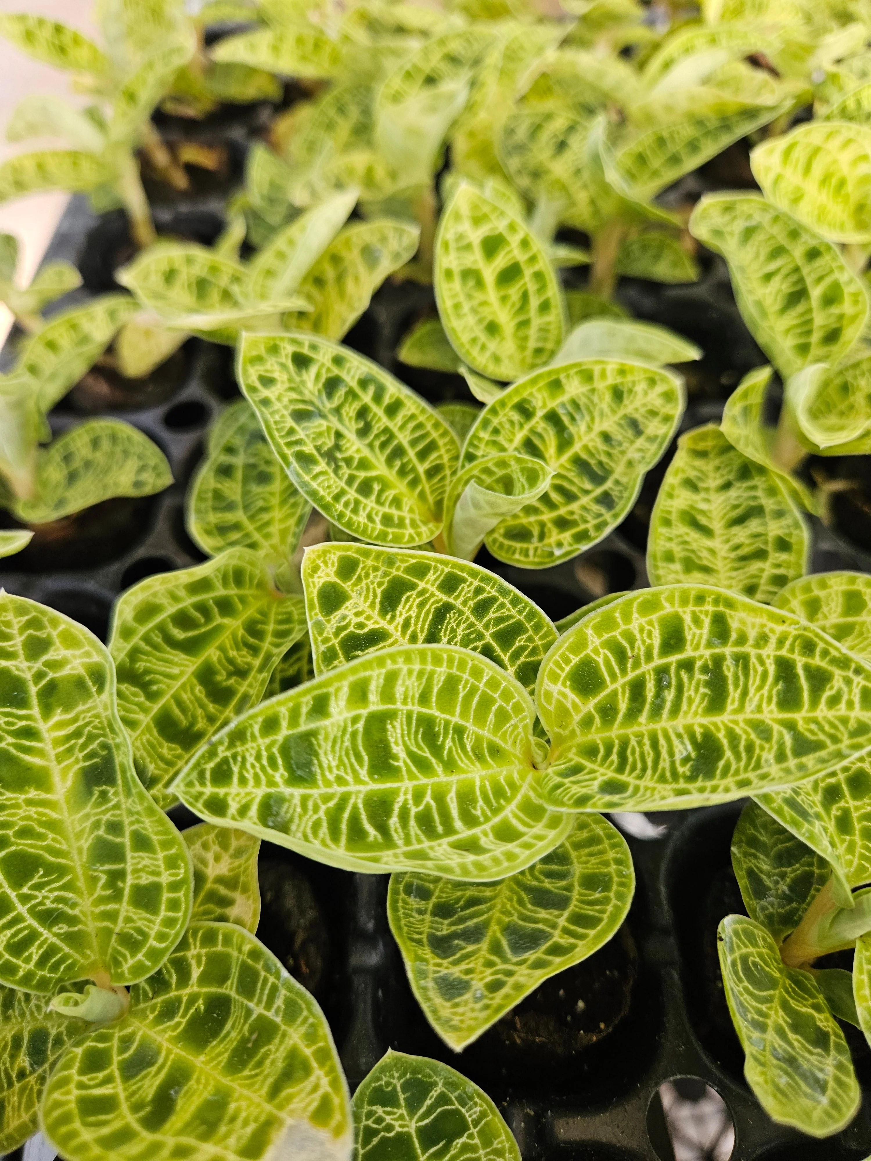 Lightning Jewel Orchid (Macodes Petola) - Image 2