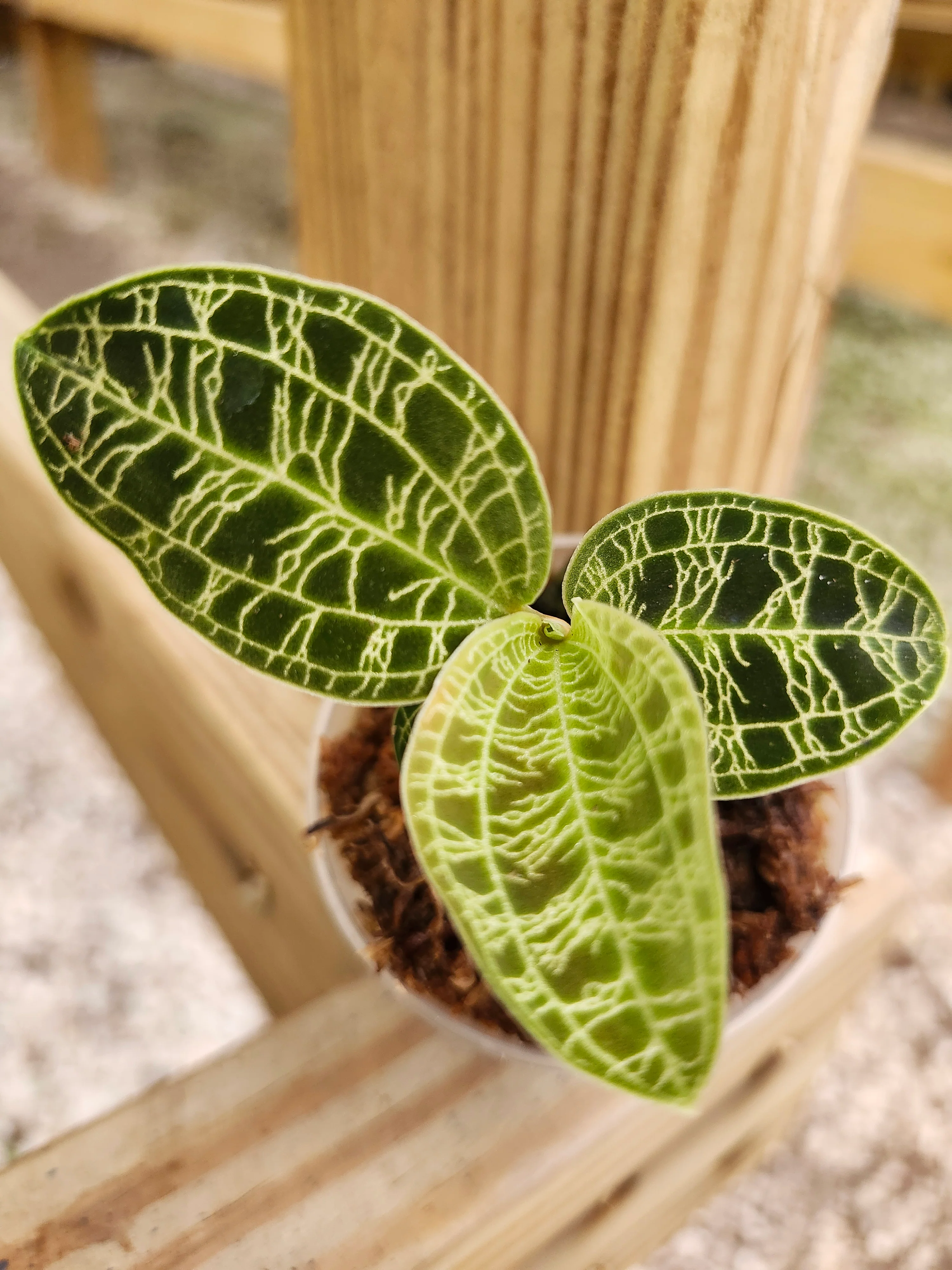 Lightning Jewel Orchid (Macodes Petola) - Image 3