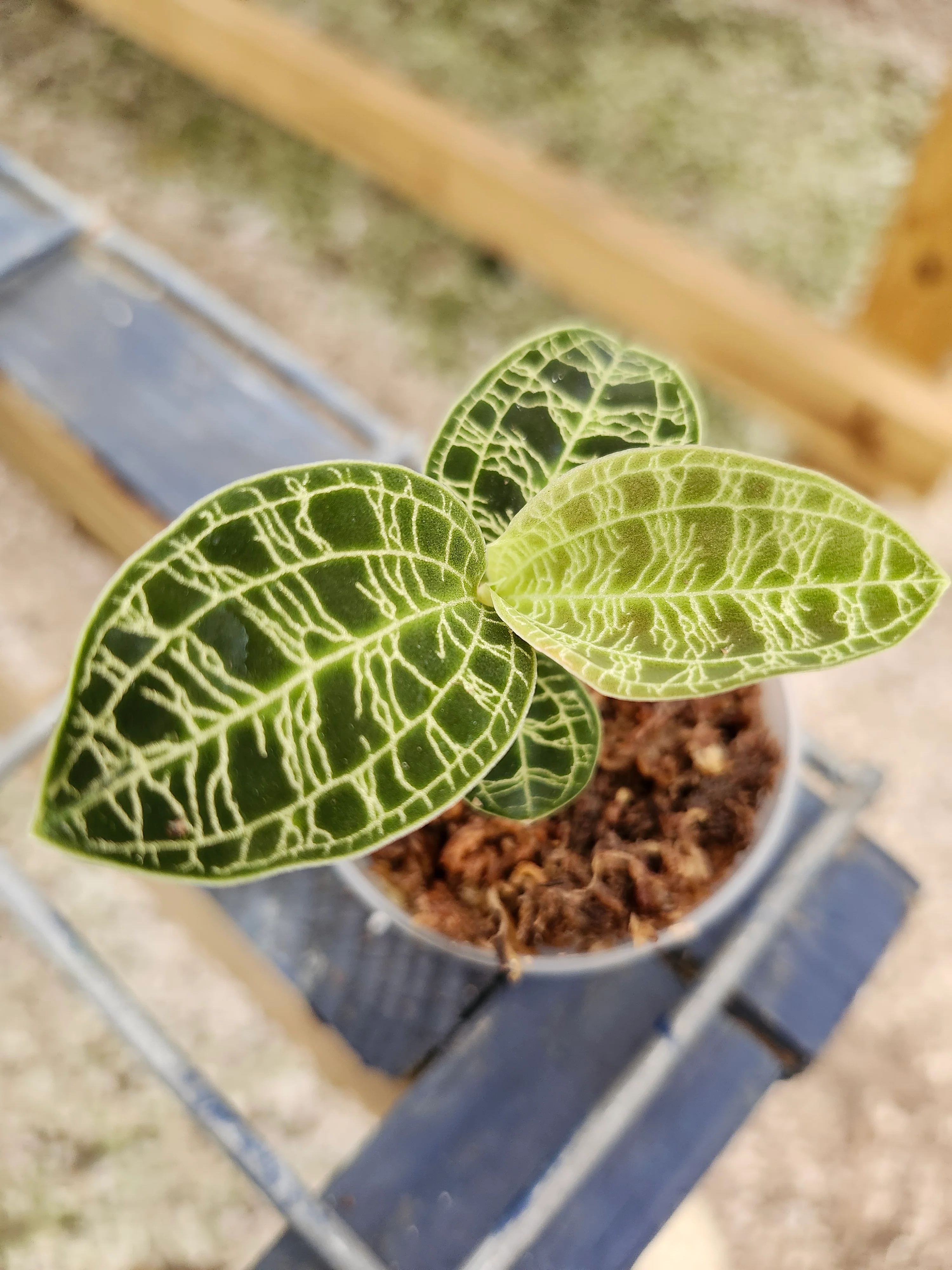 Lightning Jewel Orchid (Macodes Petola) - Image 5