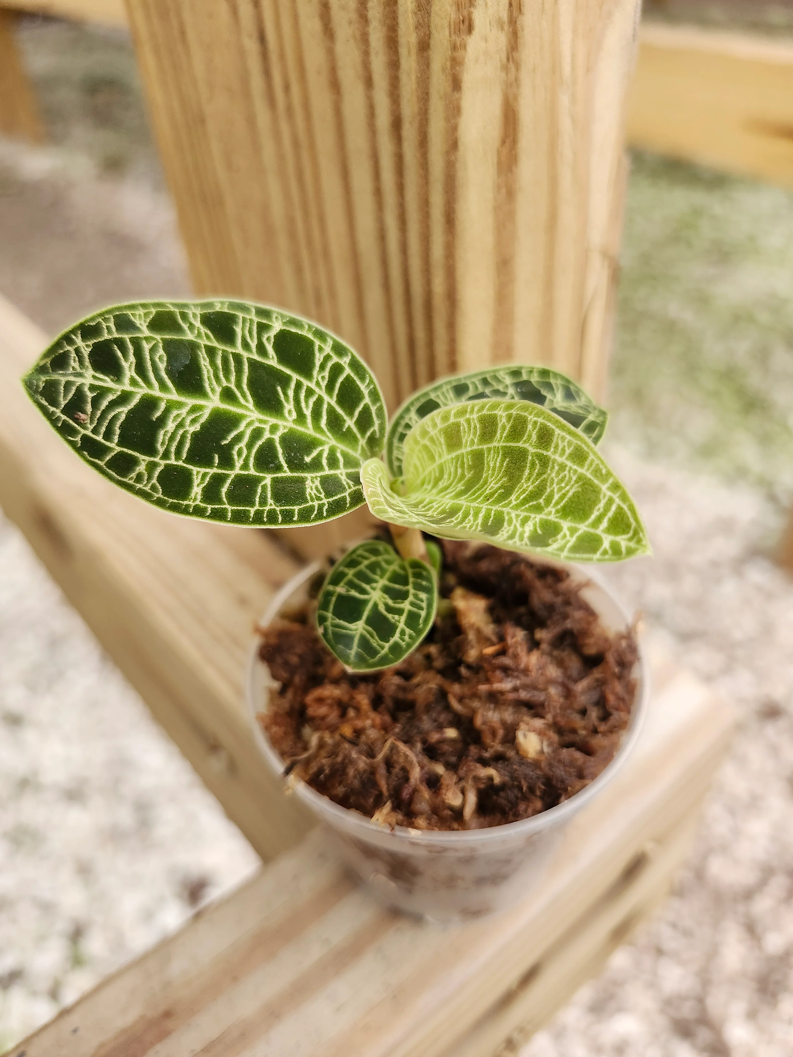 Lightning Jewel Orchid (Macodes Petola) - Image 8