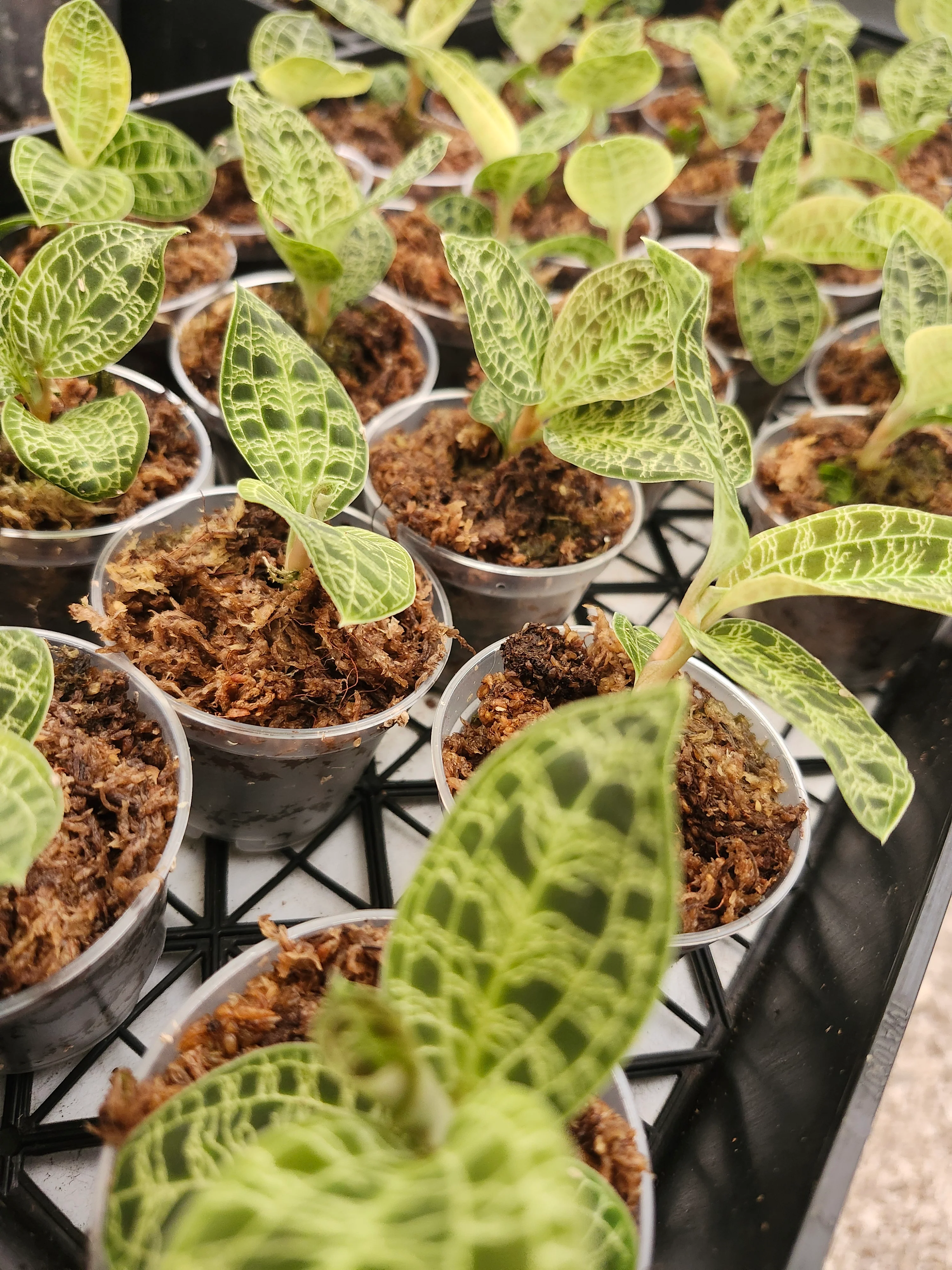 Lightning Jewel Orchid (Macodes Petola) - Image 9