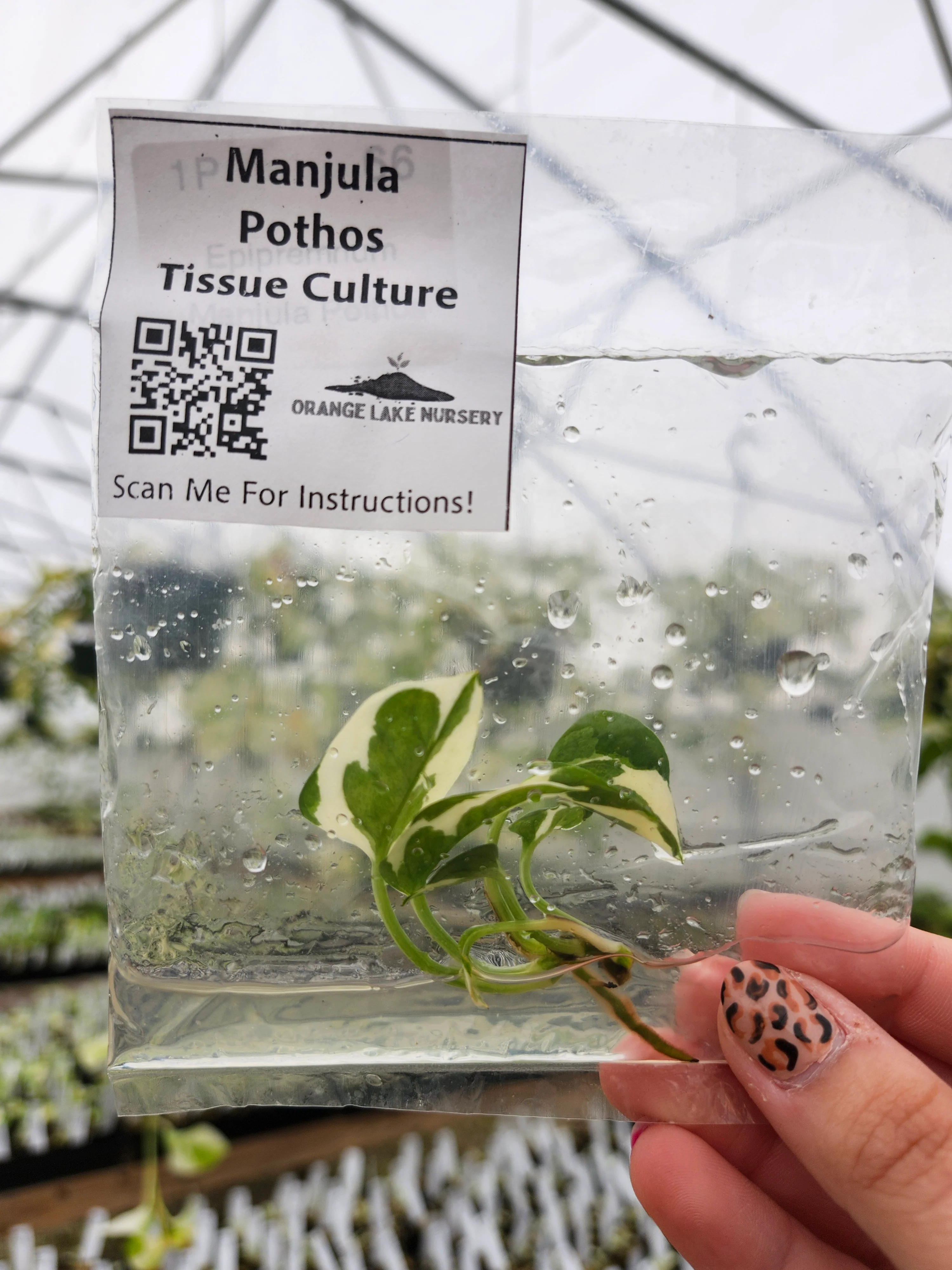 Manjula Pothos Tissue Culture