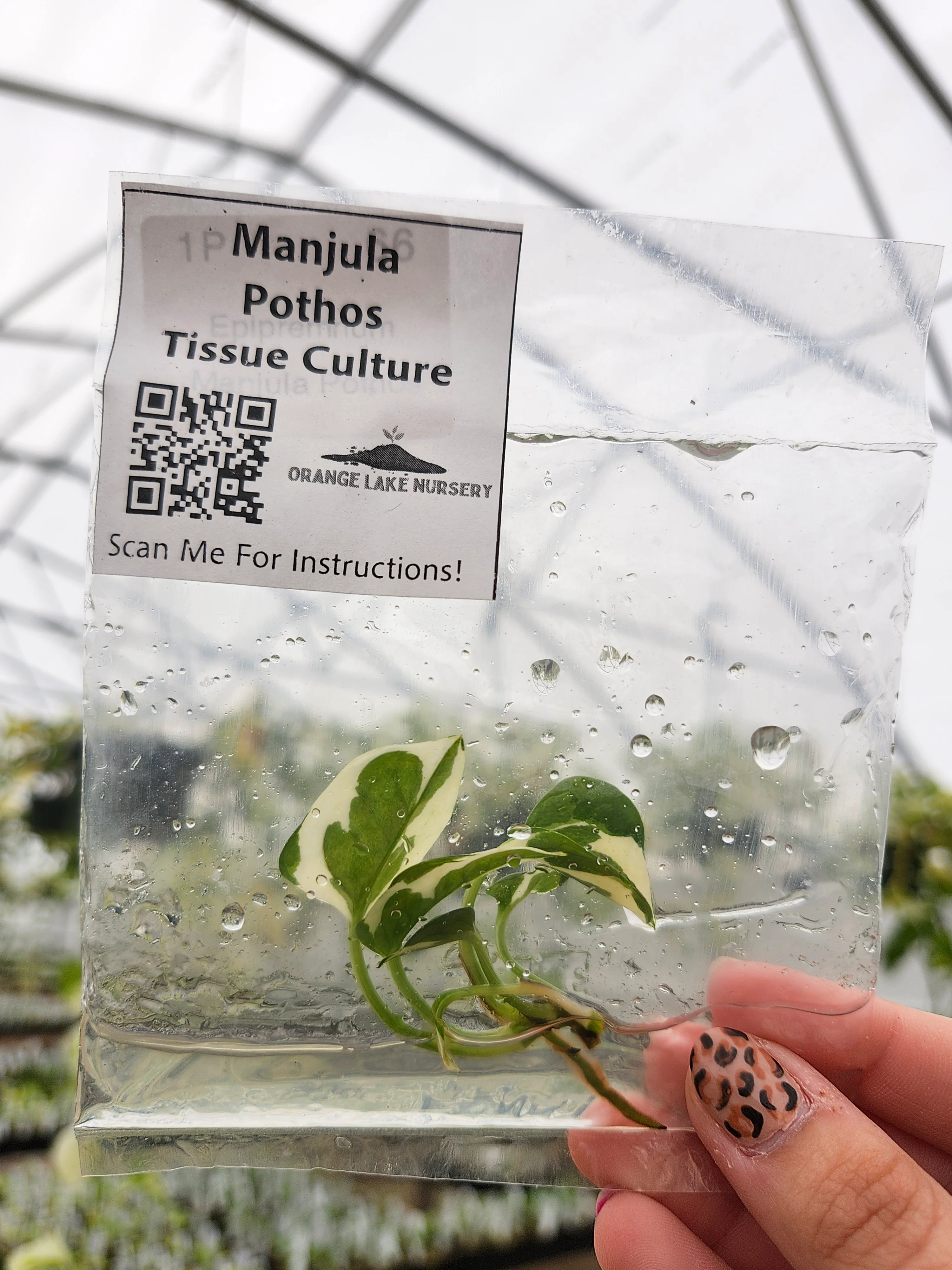 Manjula Pothos Tissue Culture - Image 2