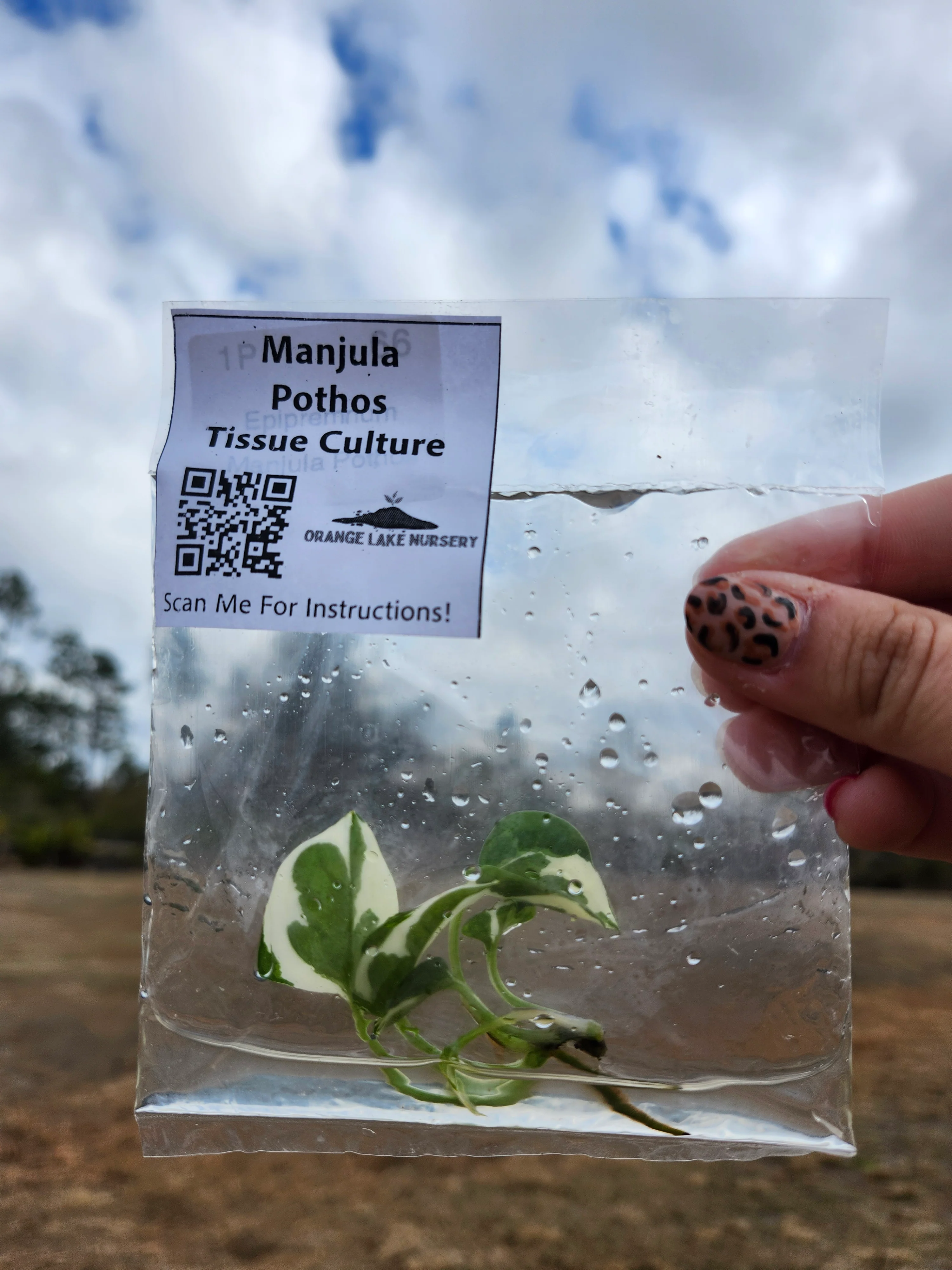 Manjula Pothos Tissue Culture - Image 4