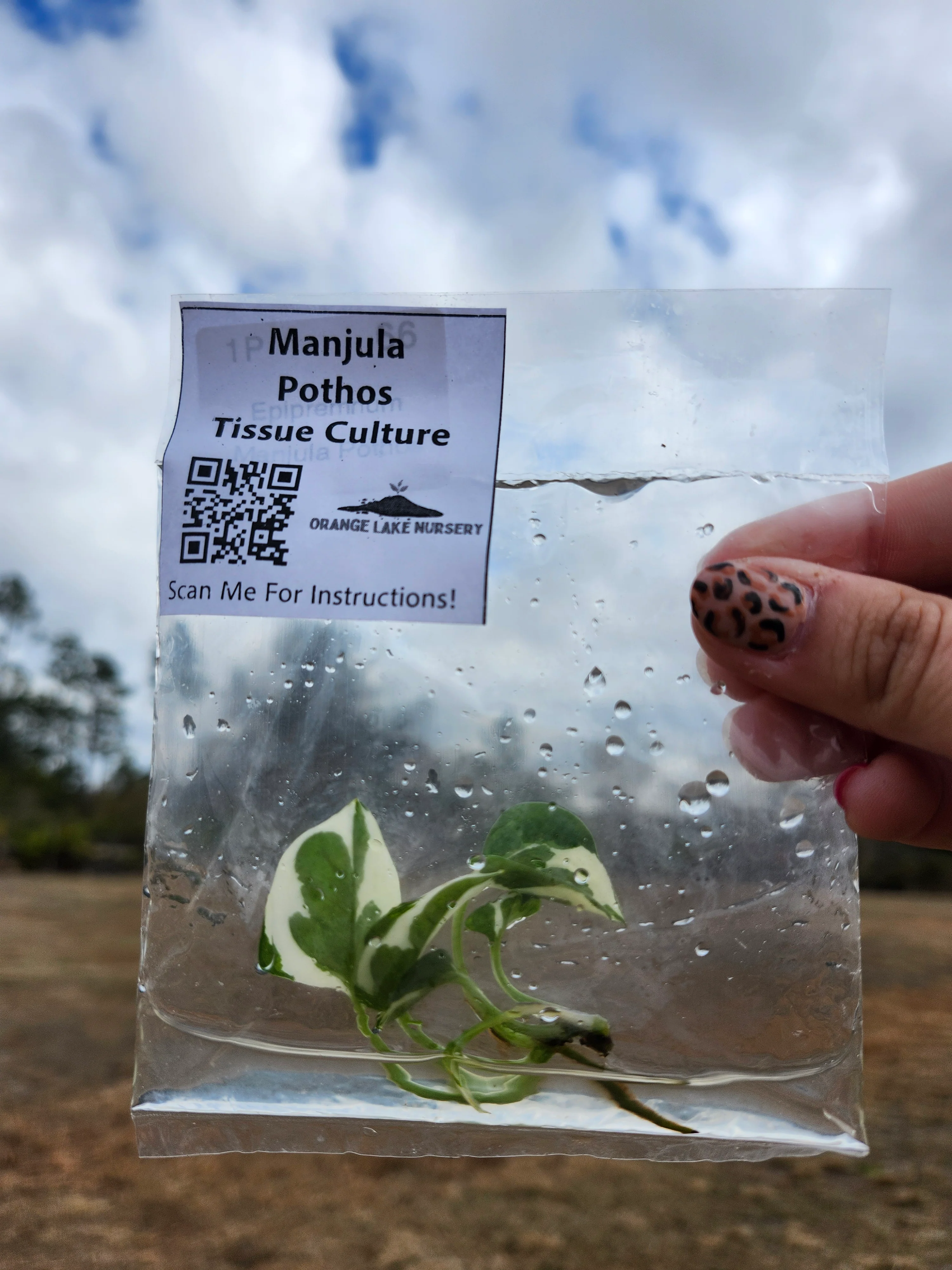 Manjula Pothos Tissue Culture - Image 5