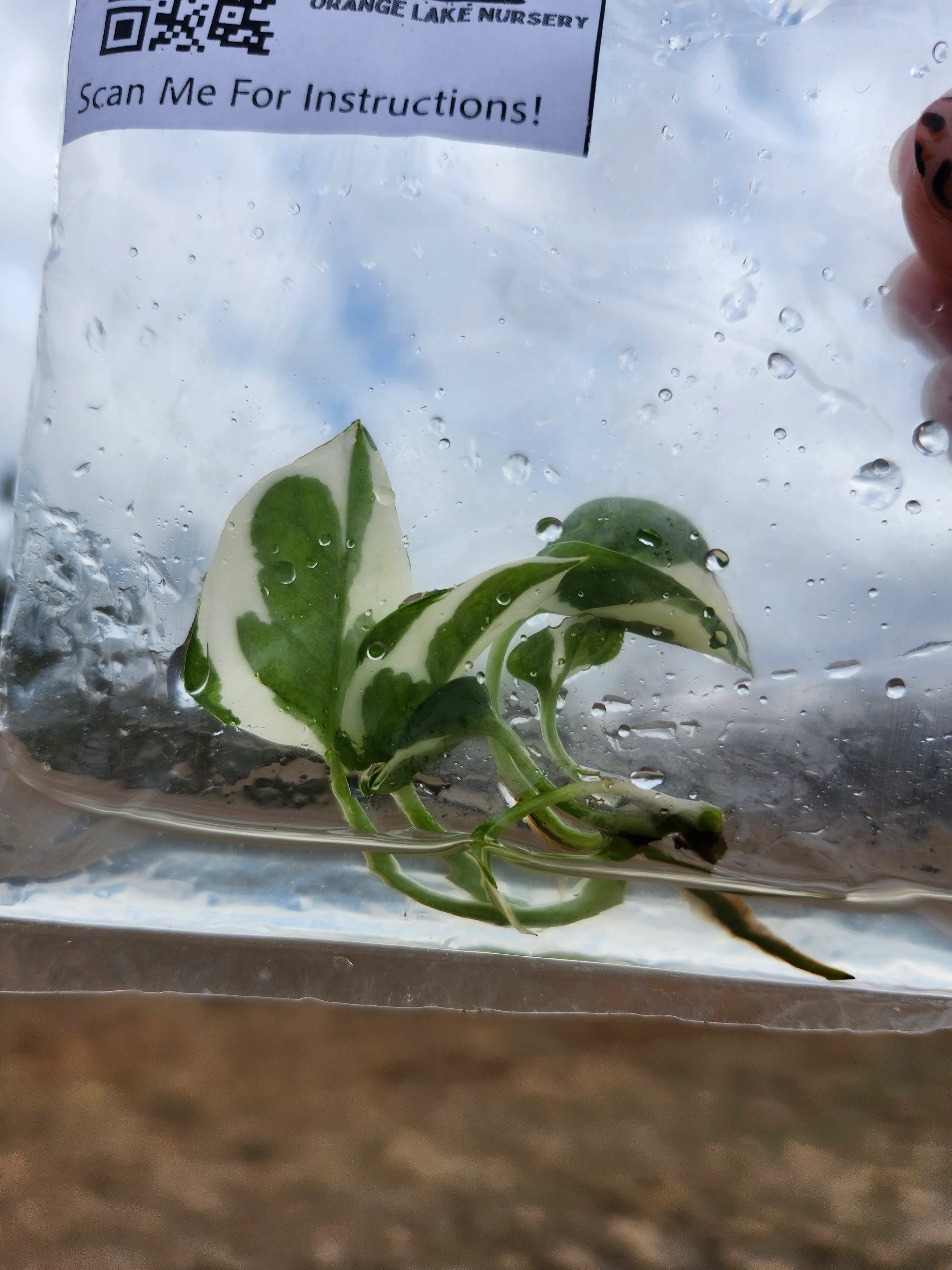 Manjula Pothos Tissue Culture - Image 6