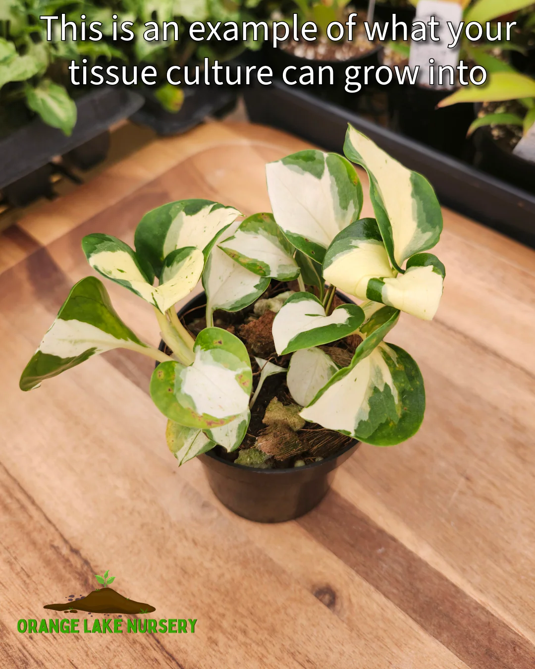 Manjula Pothos Tissue Culture - Image 7