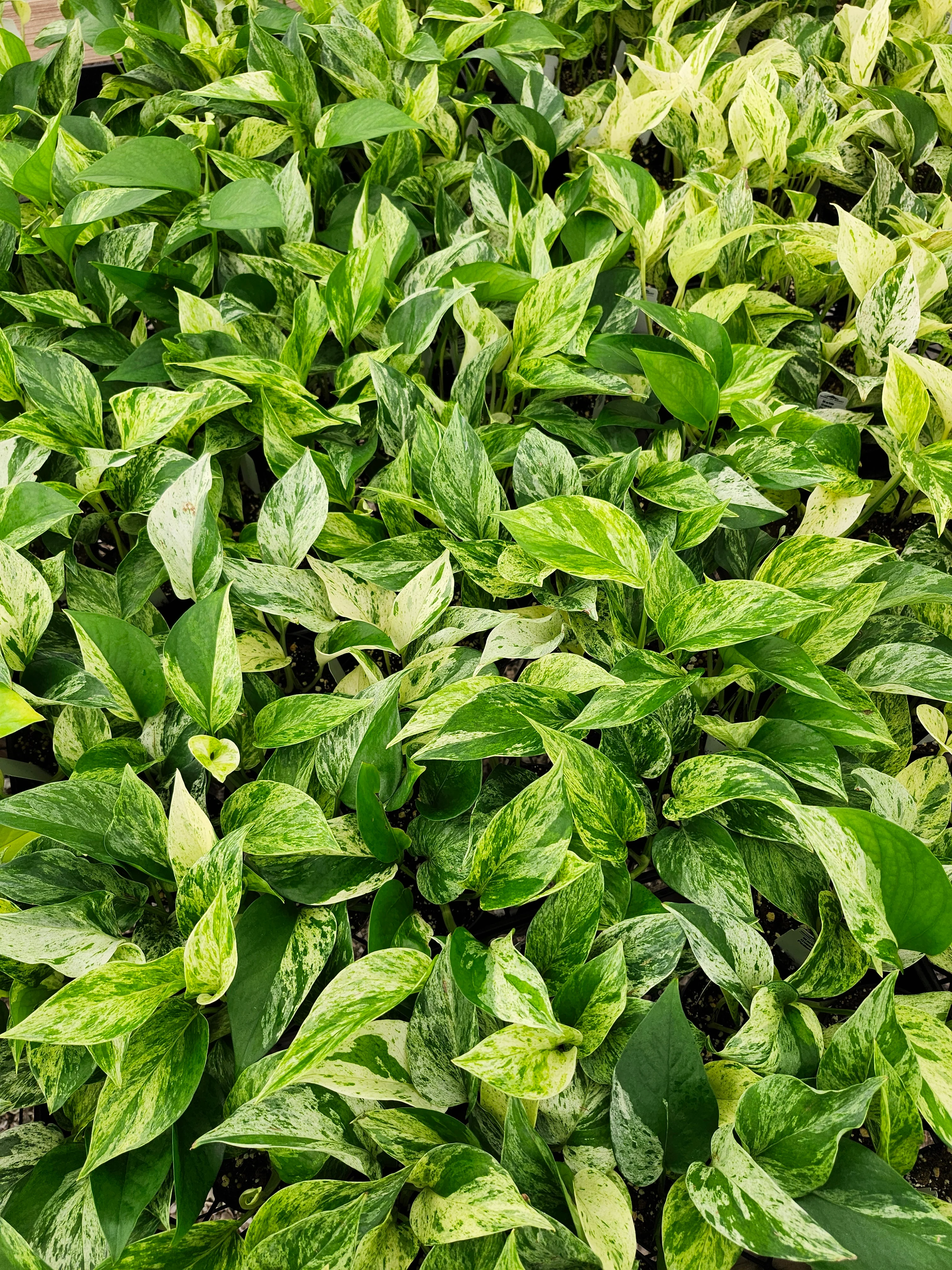 Marble Queen Pothos