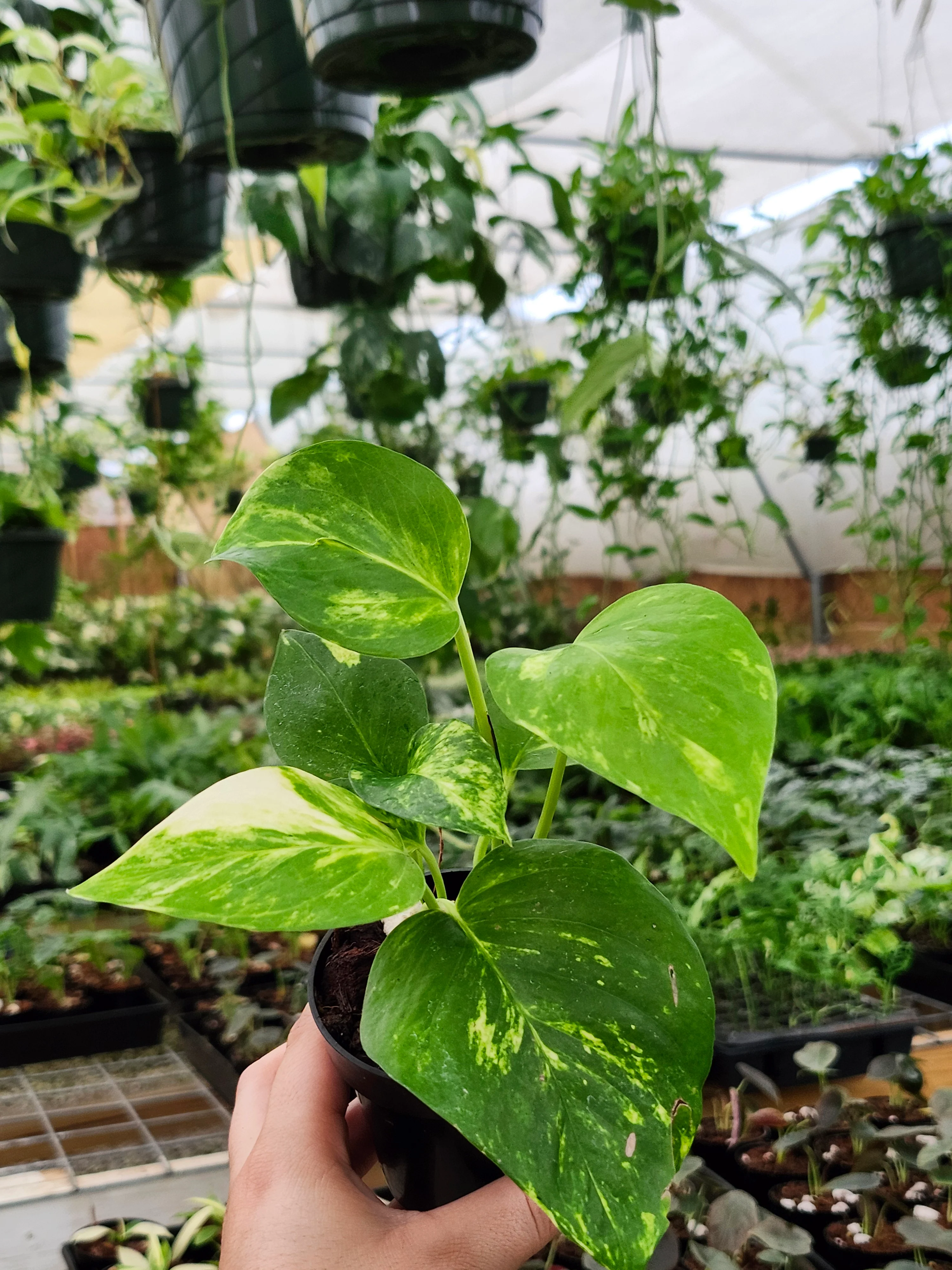 Marble Queen Pothos - Image 10