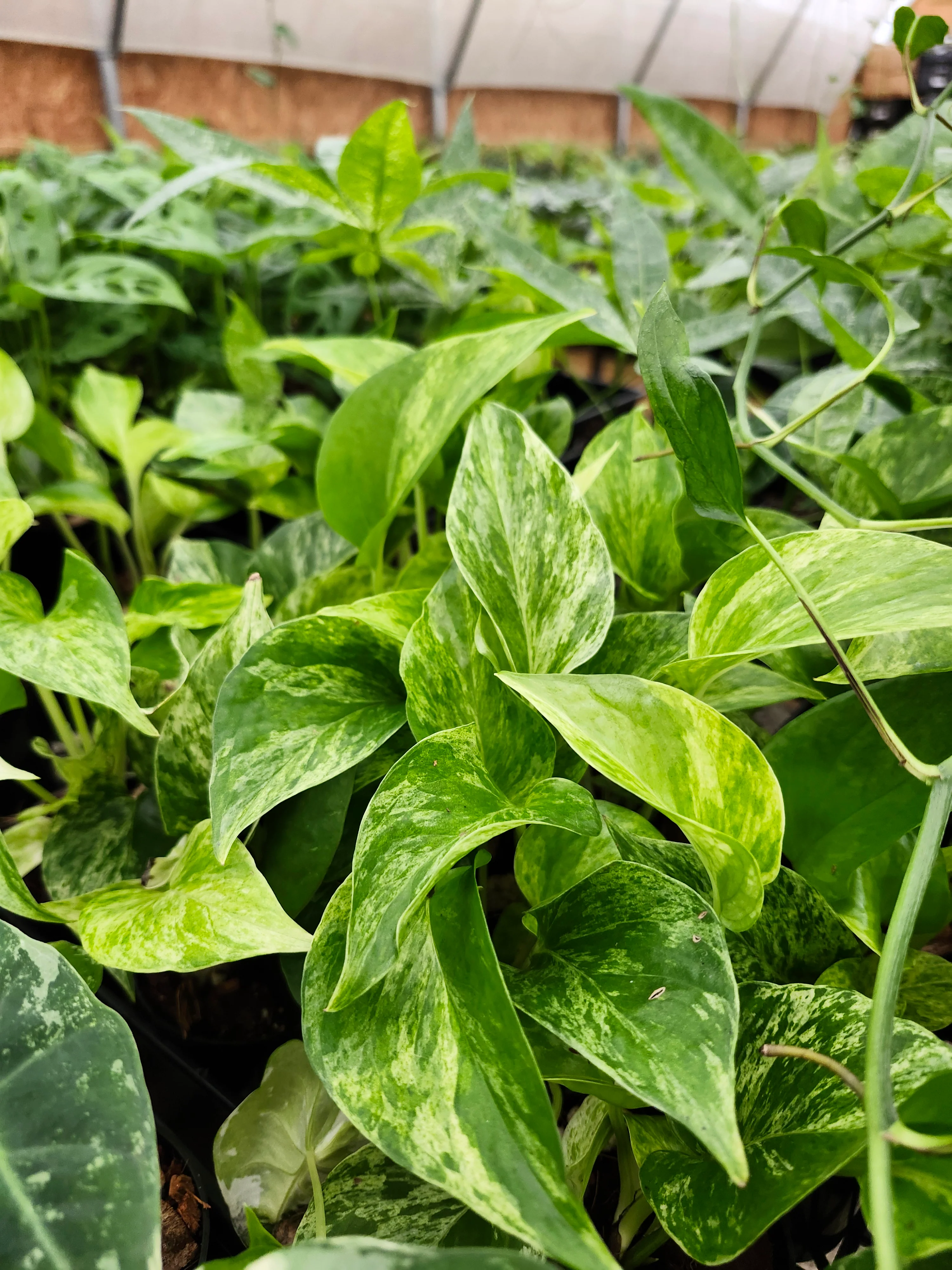 Marble Queen Pothos - Image 11
