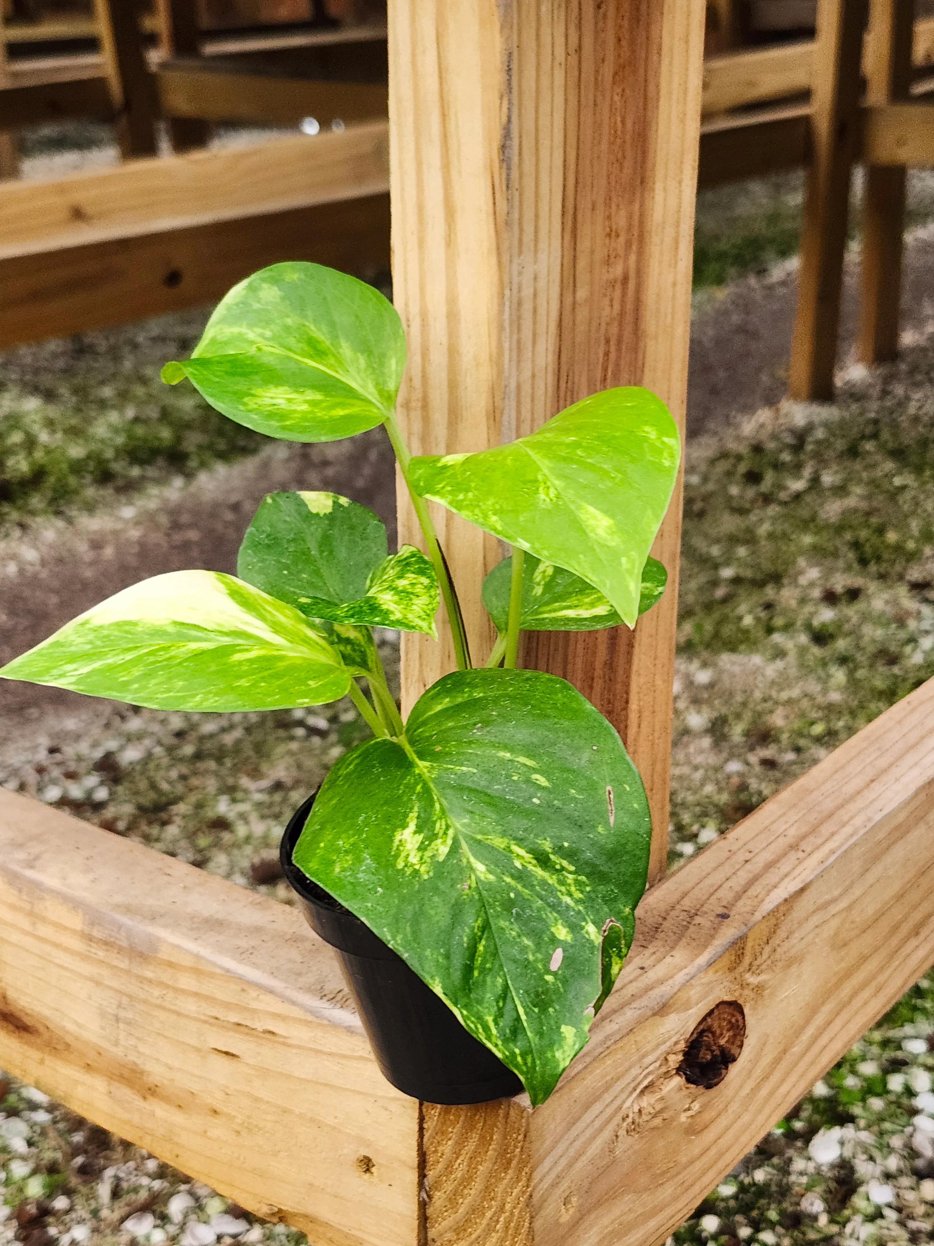 Marble Queen Pothos - Image 12