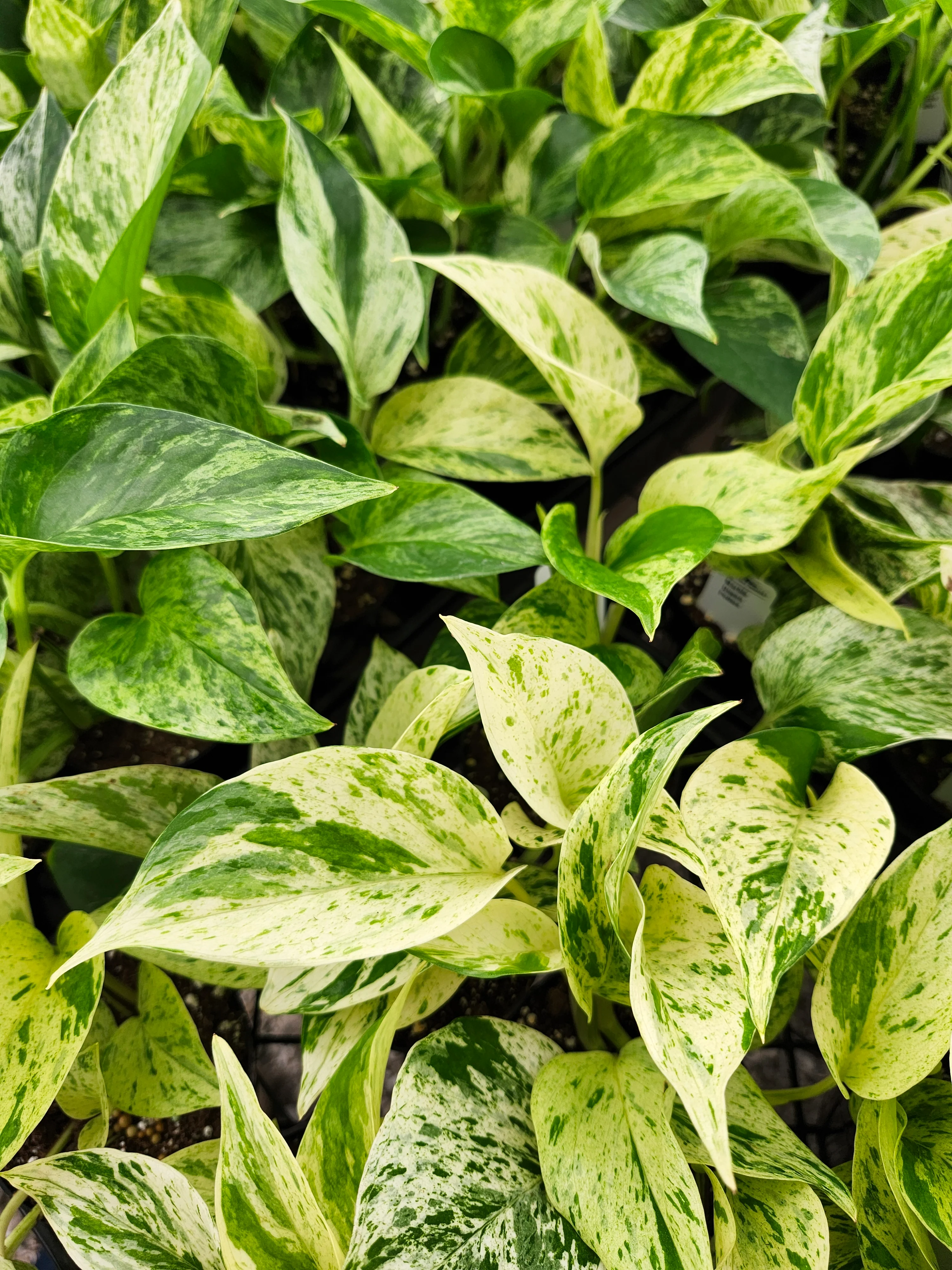 Marble Queen Pothos - Image 2