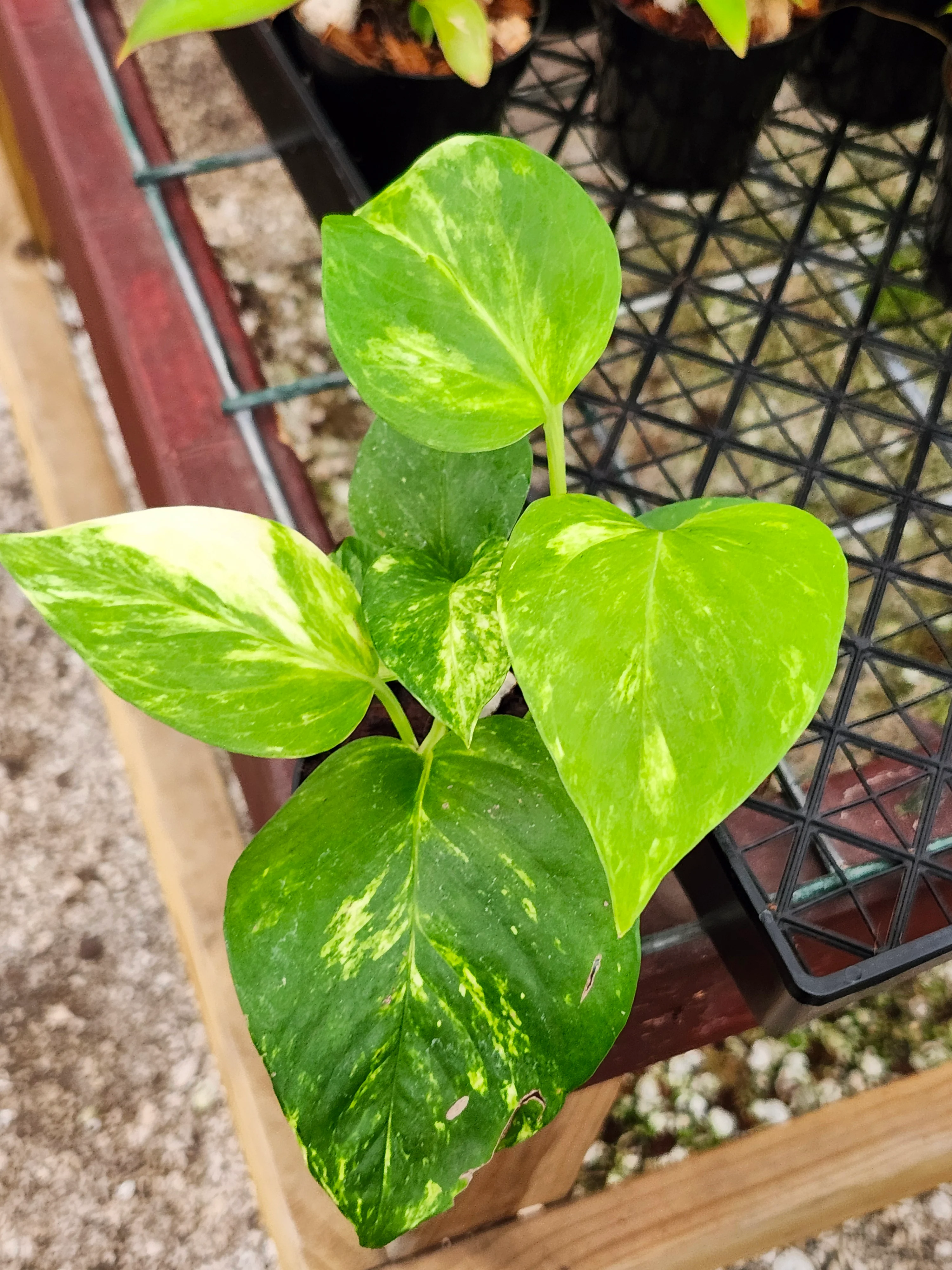 Marble Queen Pothos - Image 3