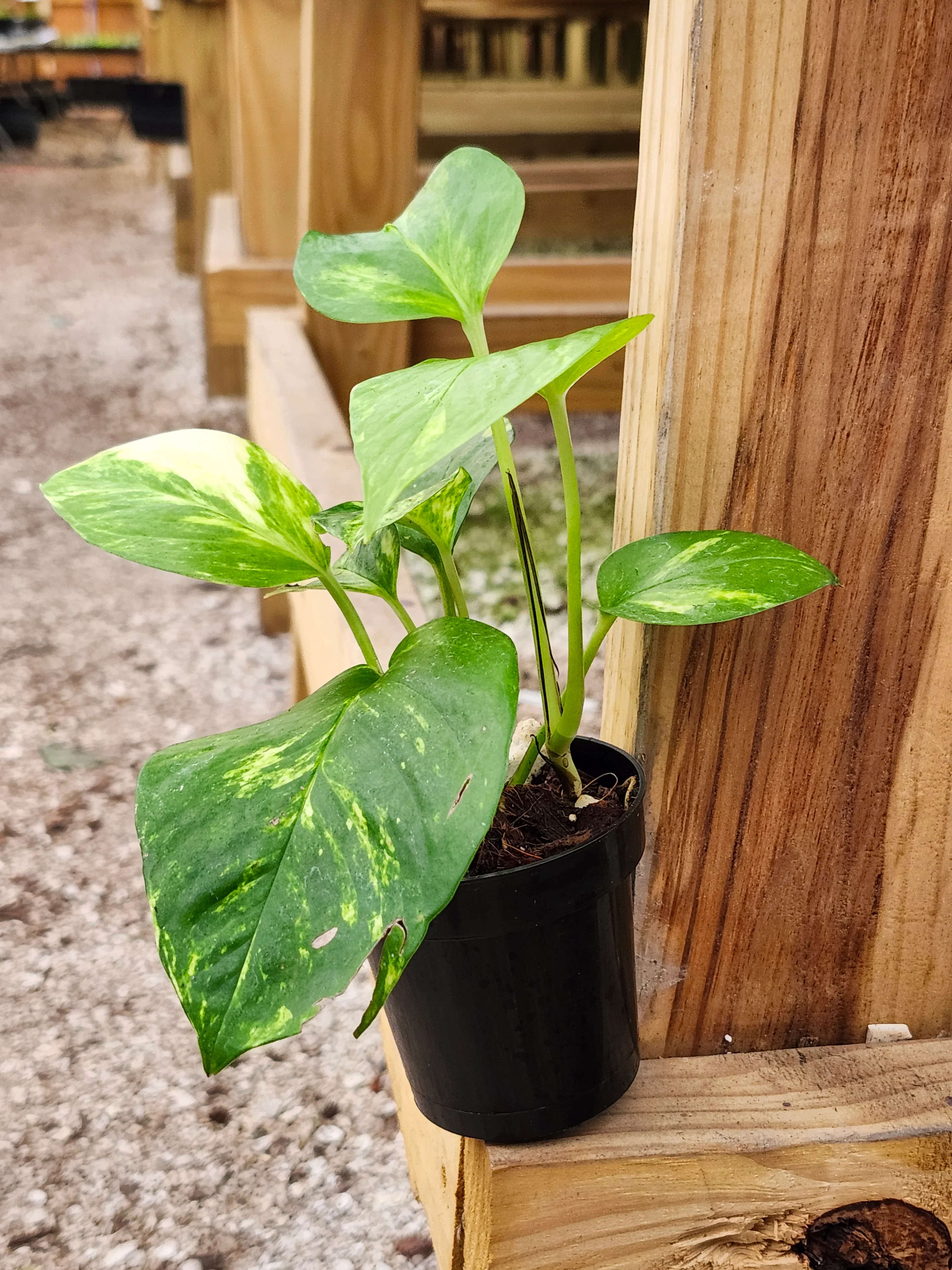 Marble Queen Pothos - Image 4