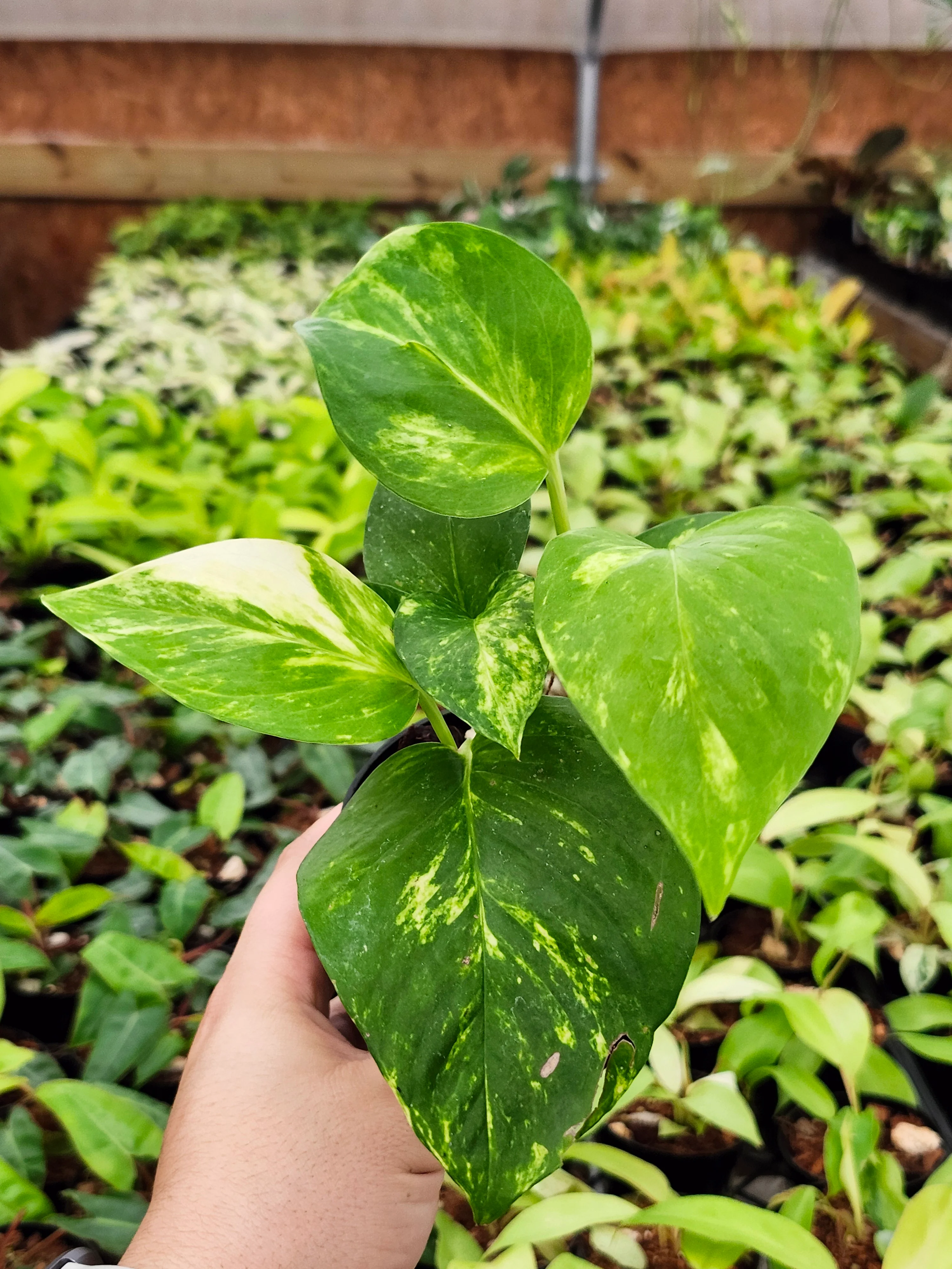 Marble Queen Pothos - Image 5