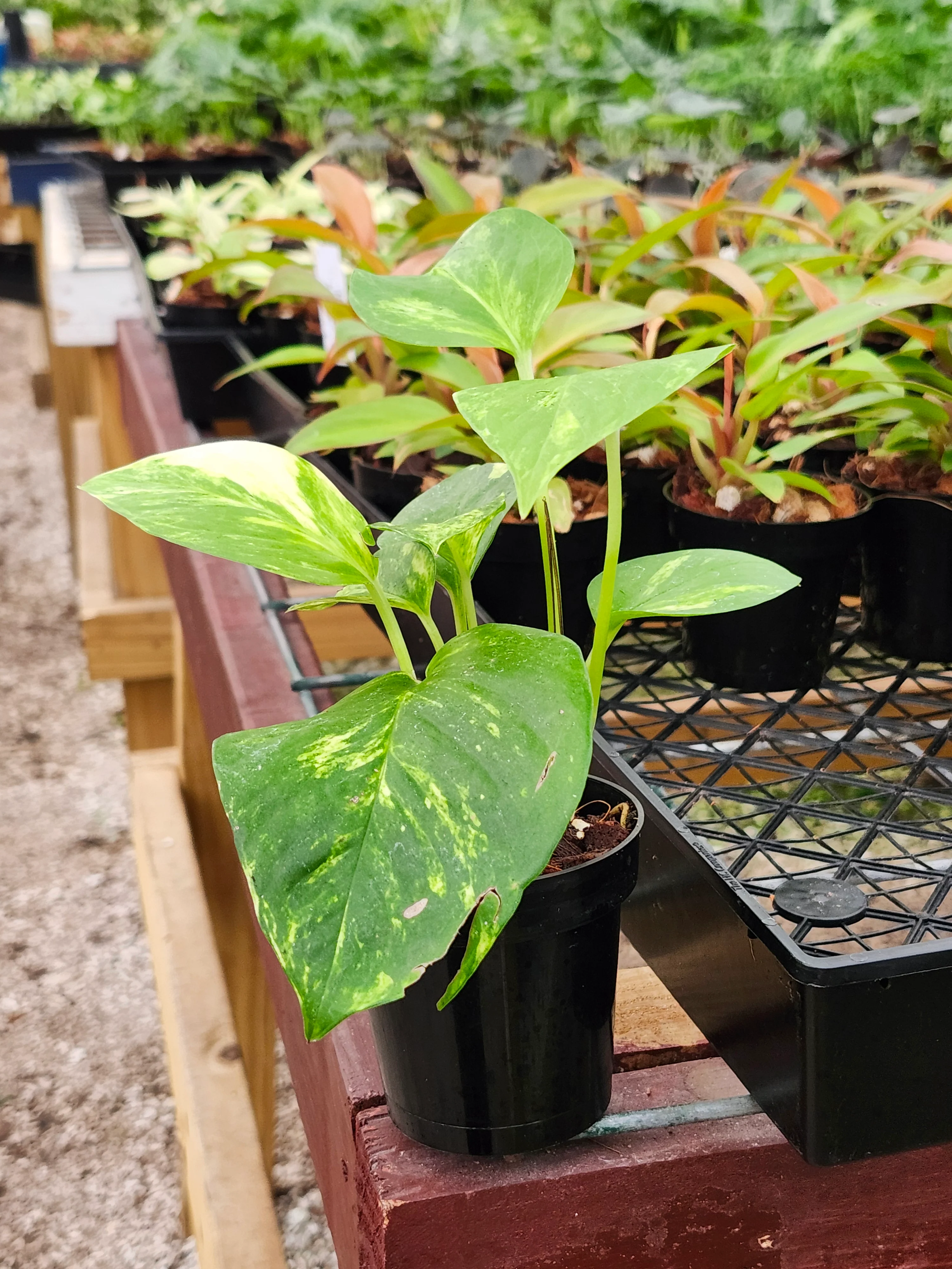 Marble Queen Pothos - Image 6