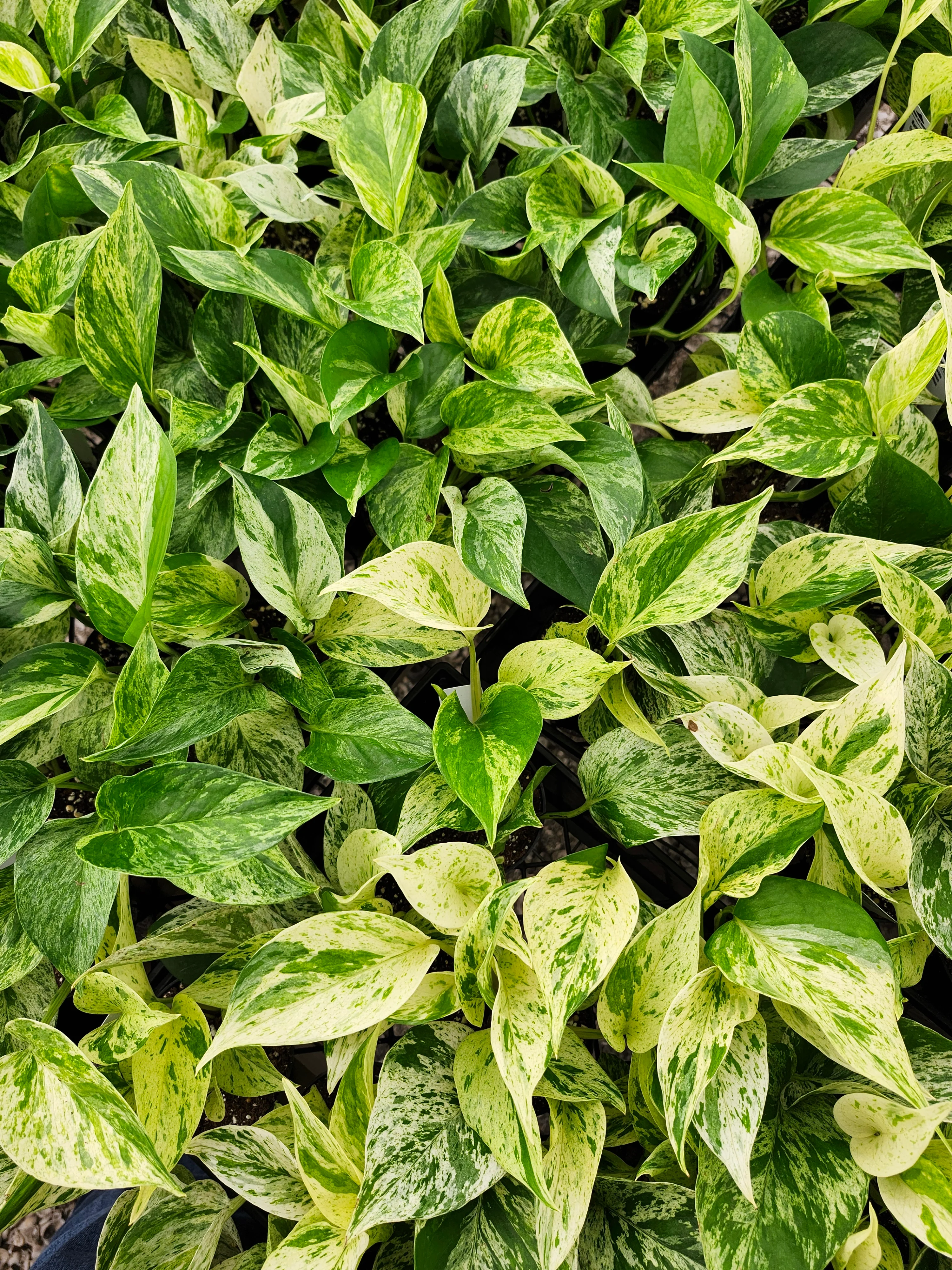 Marble Queen Pothos - Image 7