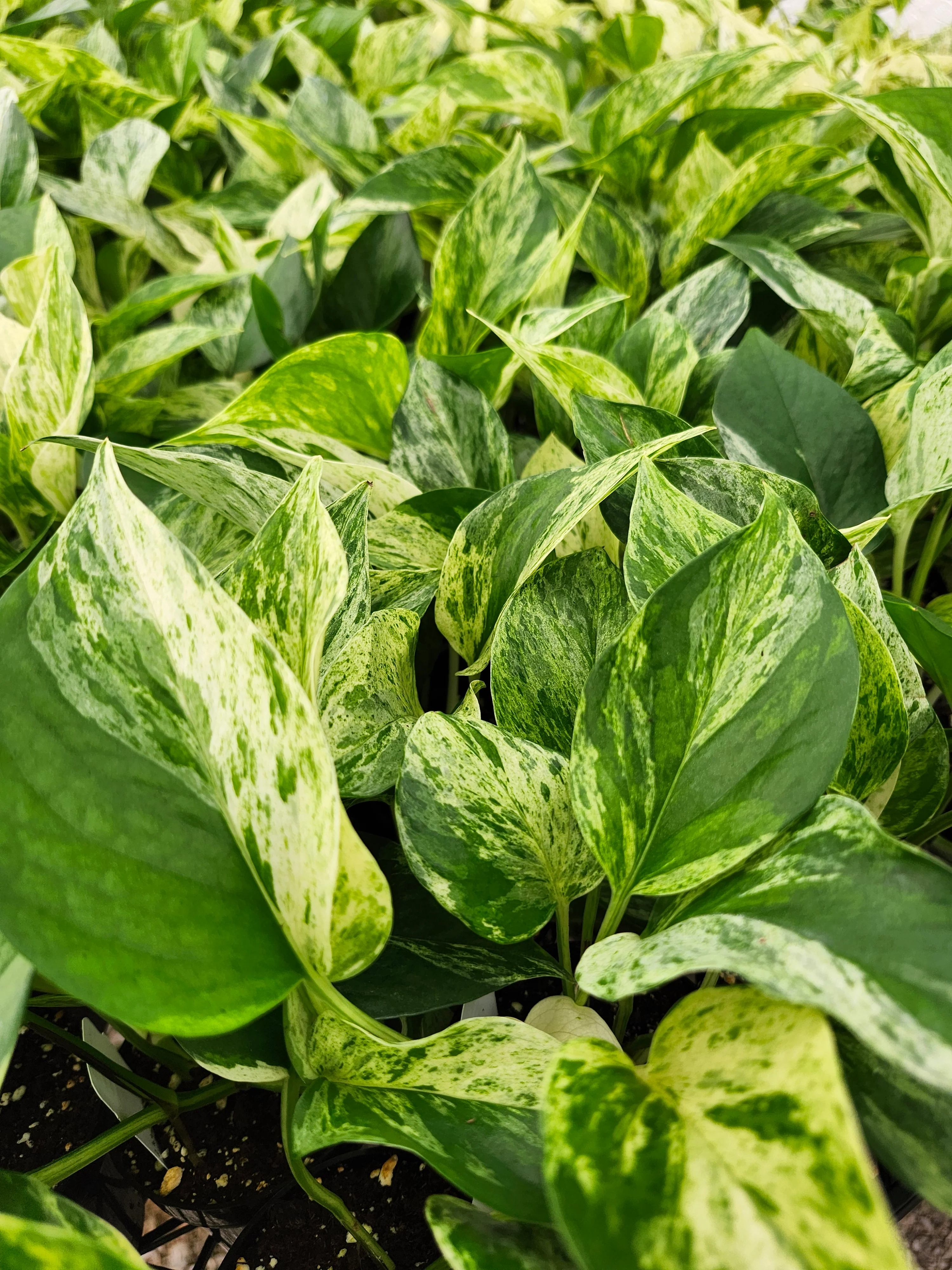 Marble Queen Pothos - Image 8