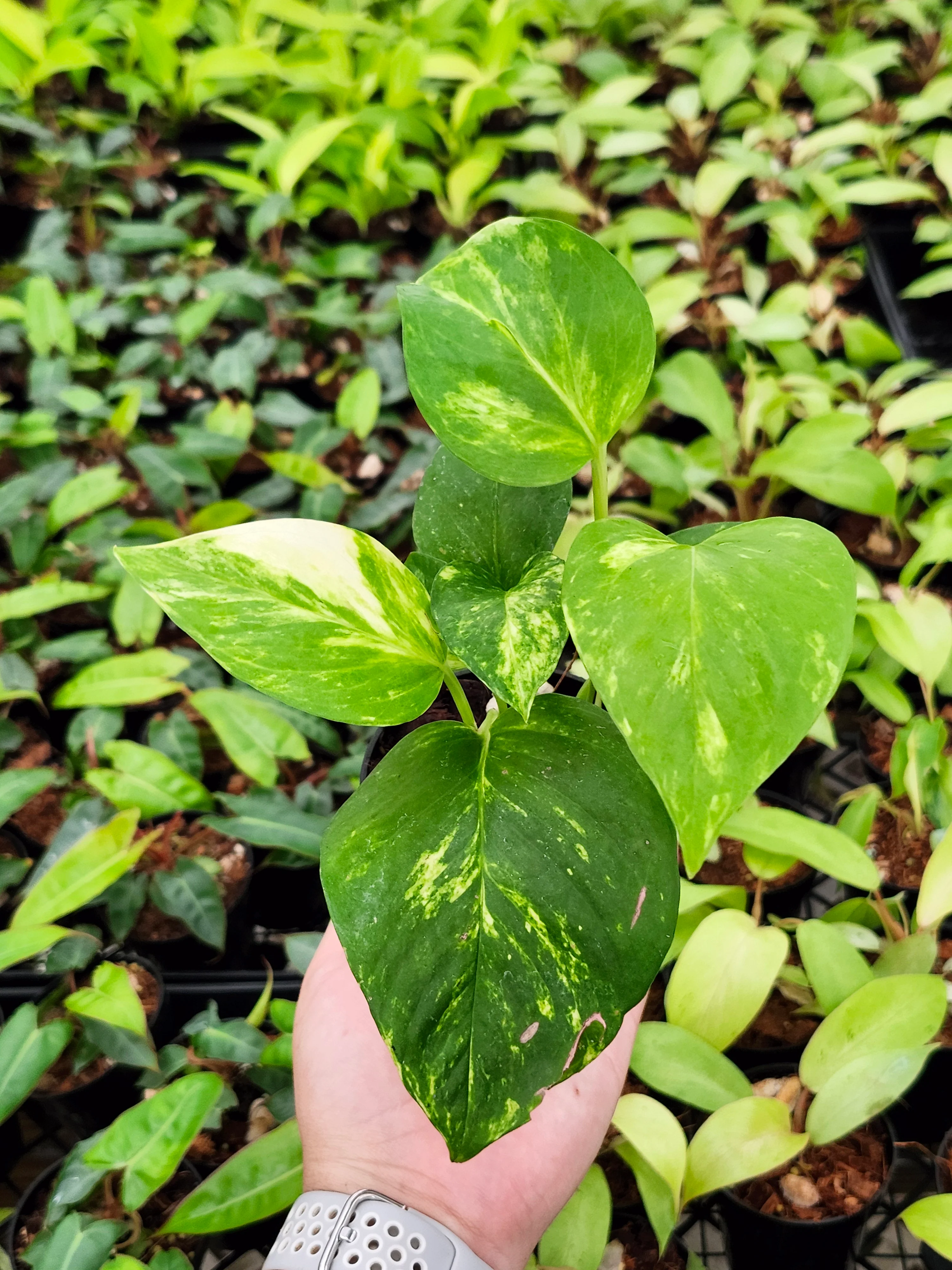 Marble Queen Pothos - Image 9