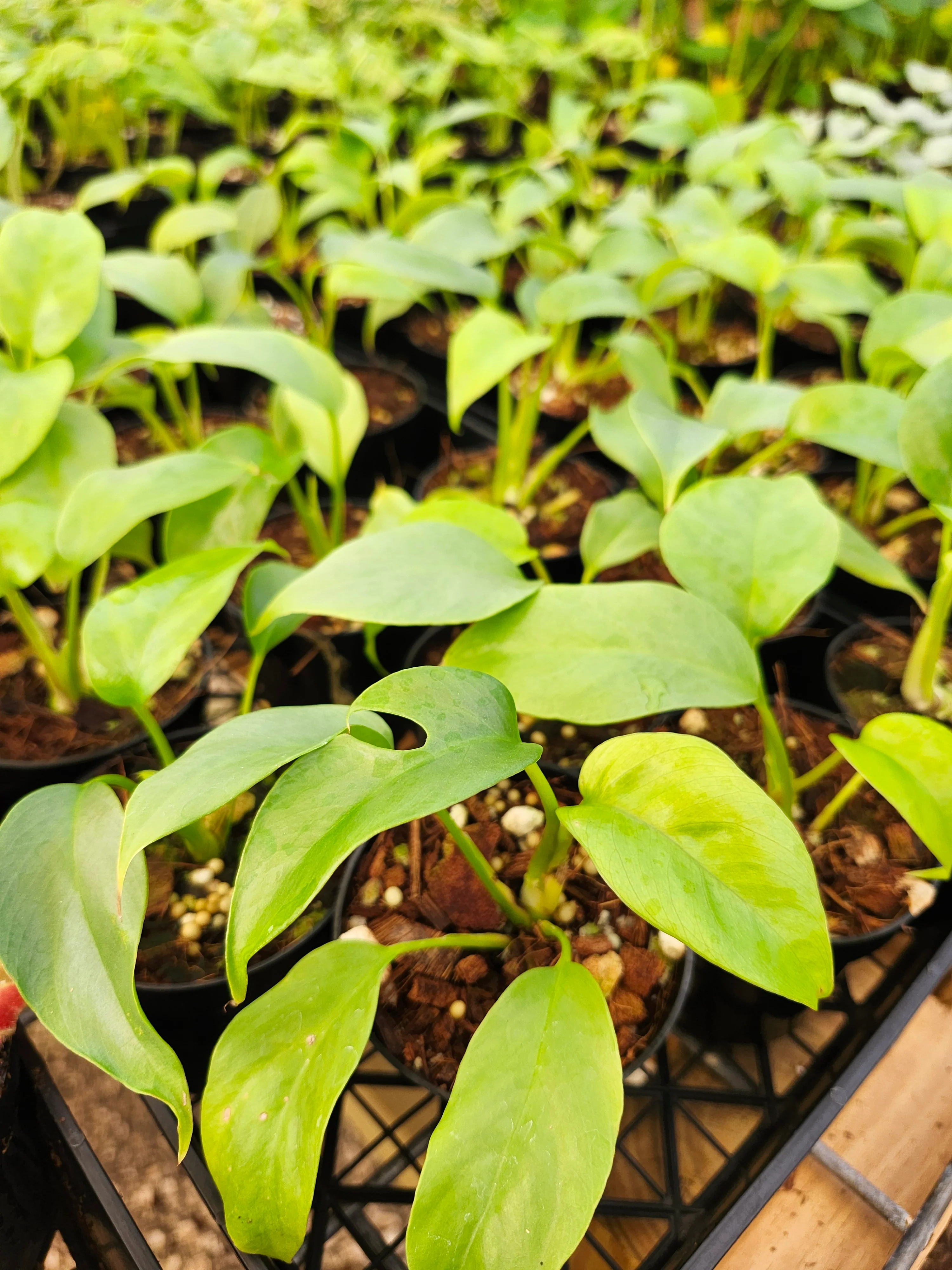 Rhaphidophora Tetrasperma (Mini Monstera) - Image 3