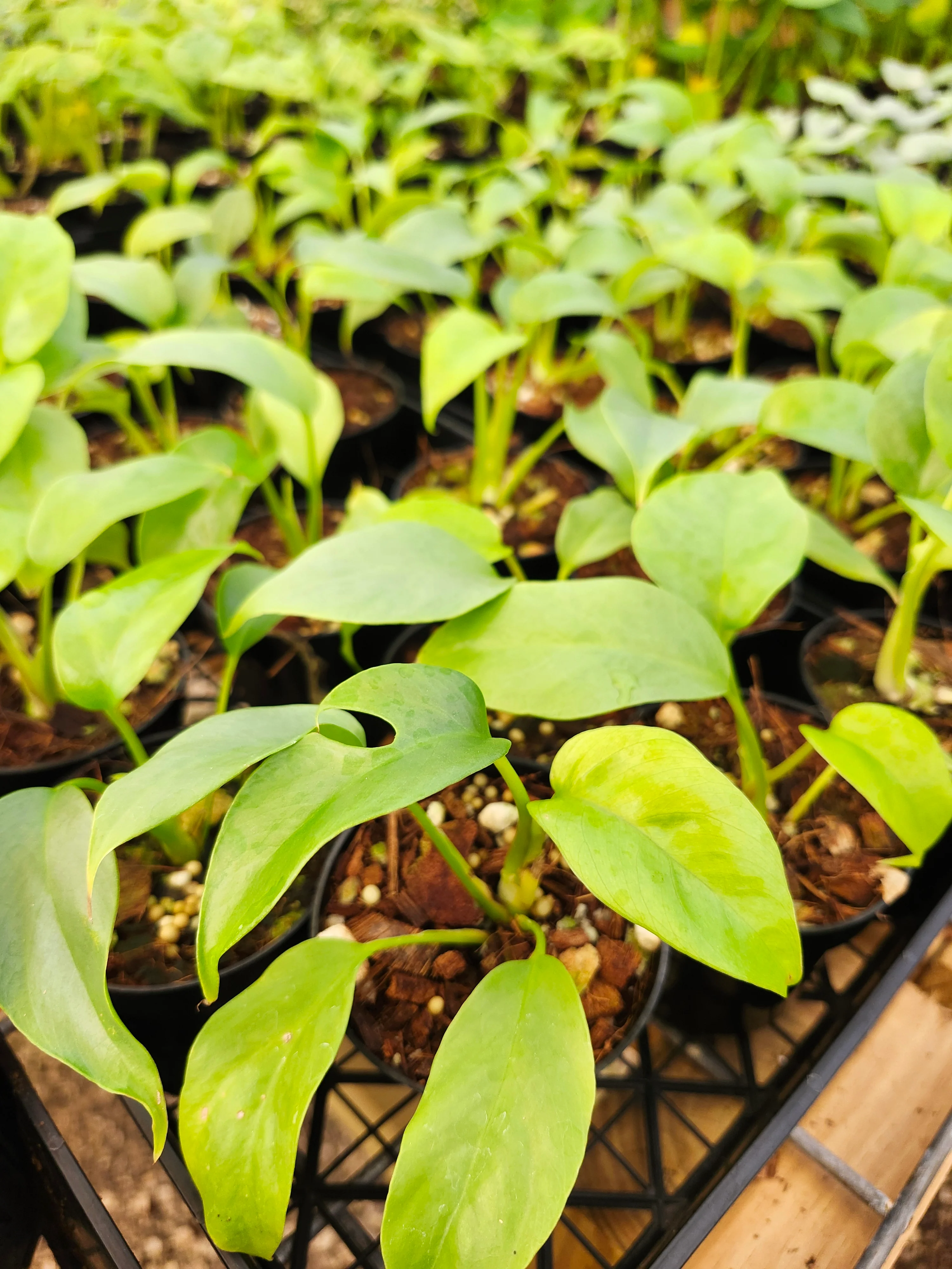 Rhaphidophora Tetrasperma (Mini Monstera) - Image 4