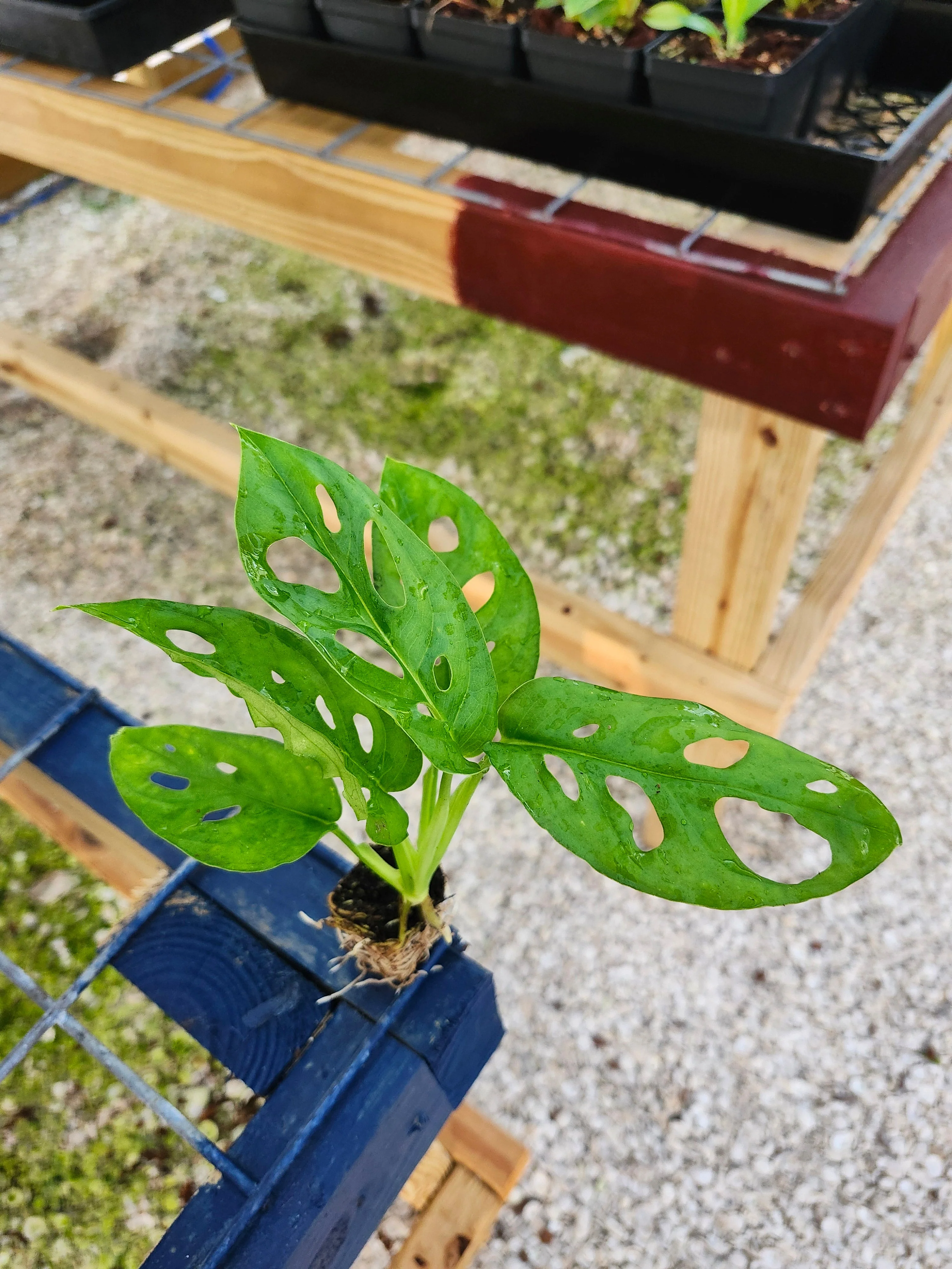 Monstera 2 Pack - Image 5