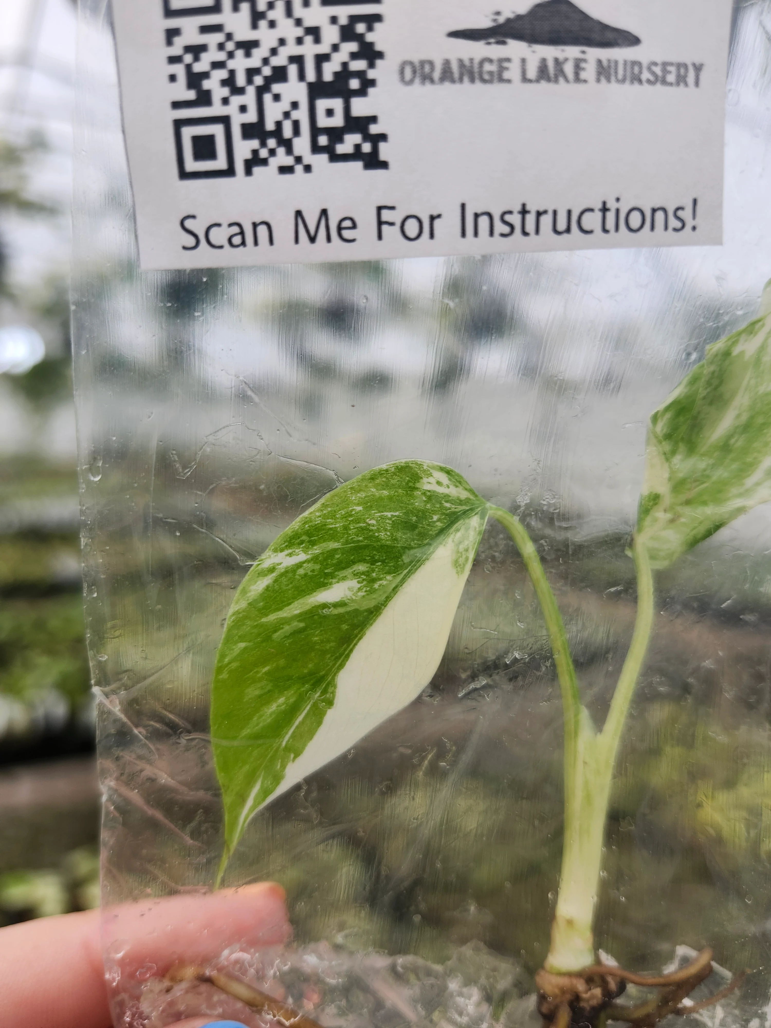 Monstera Albo Tissue Culture - Image 3
