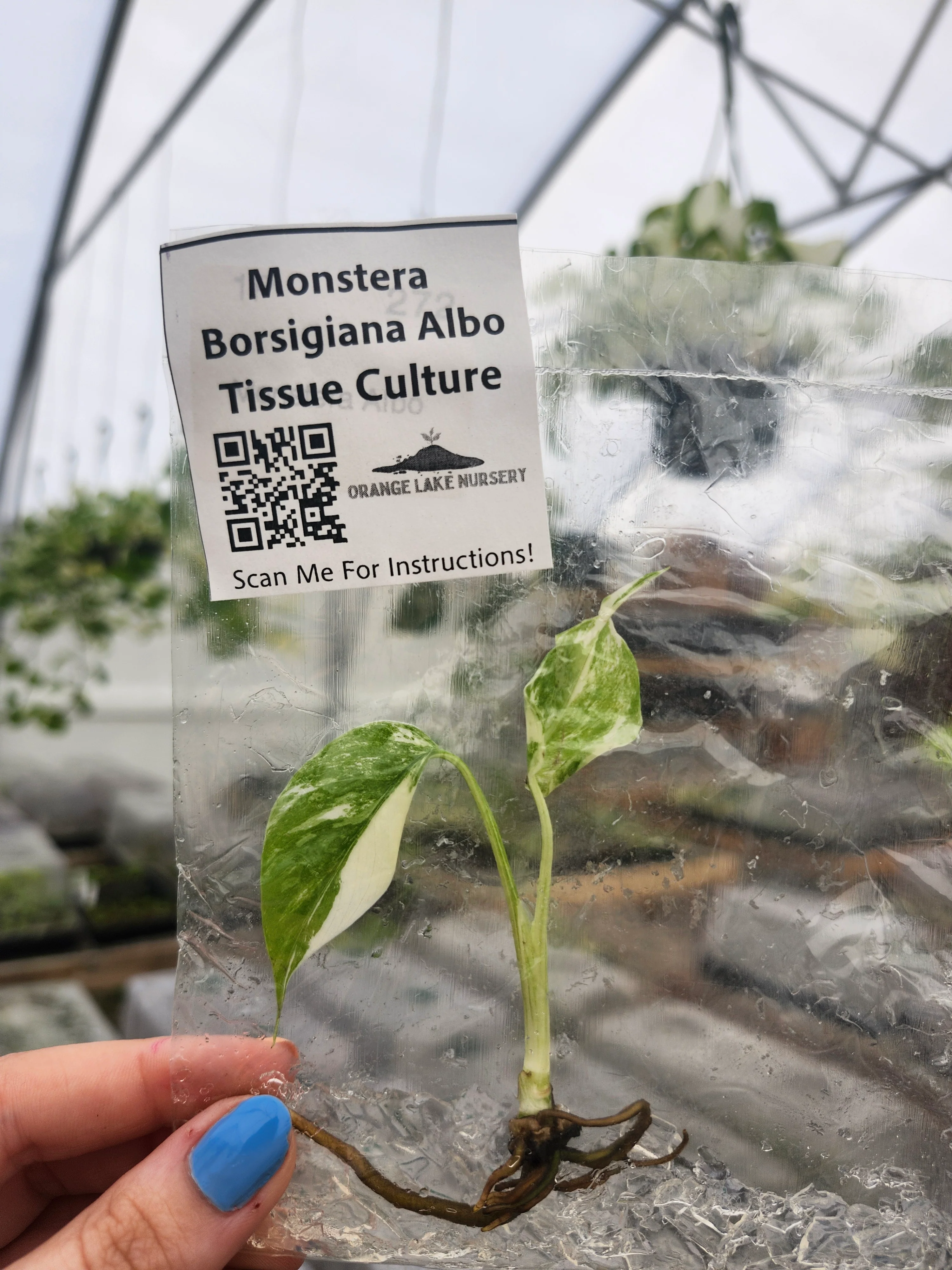 Monstera Albo Tissue Culture - Image 4