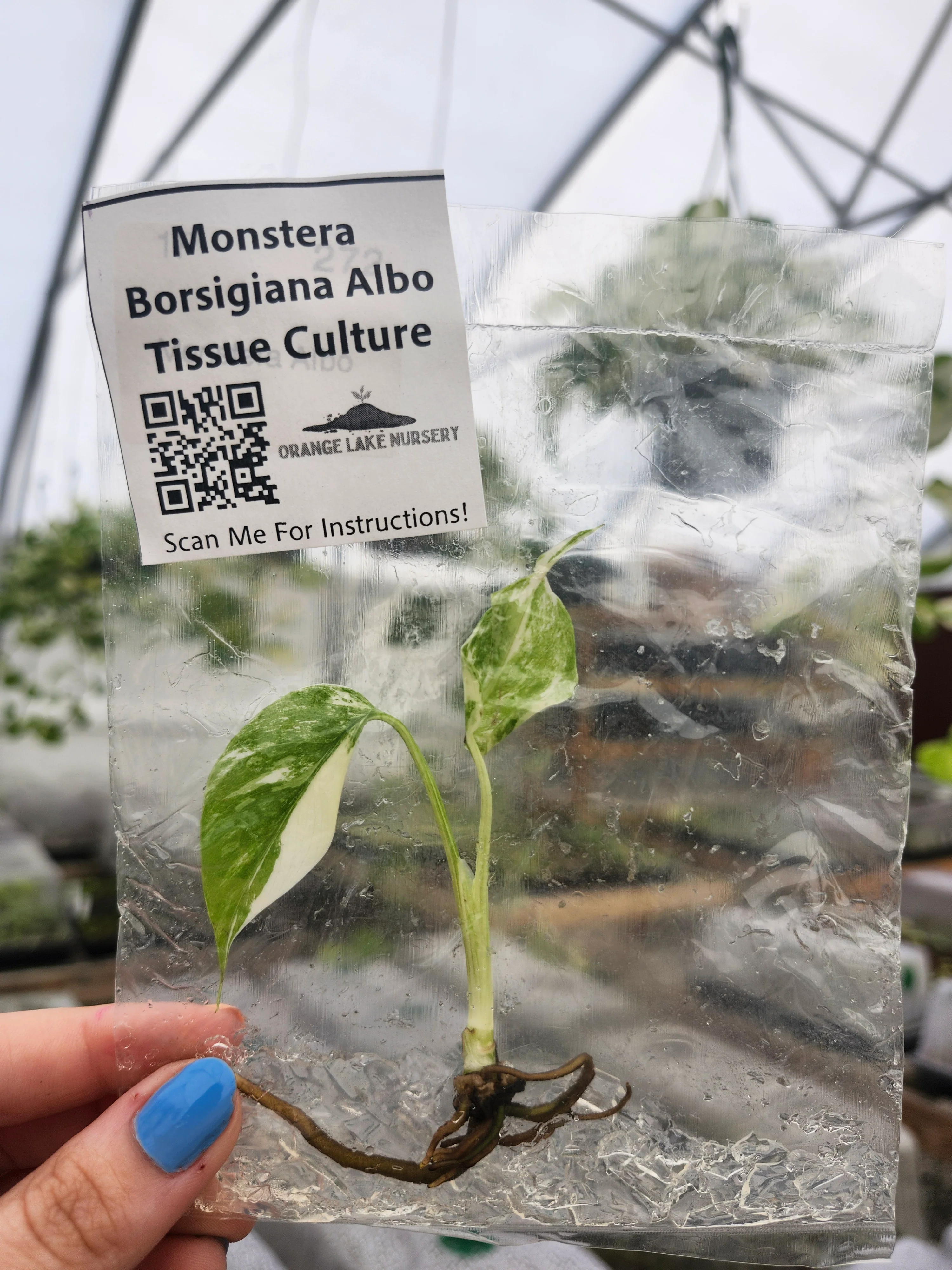 Monstera Albo Tissue Culture - Image 5