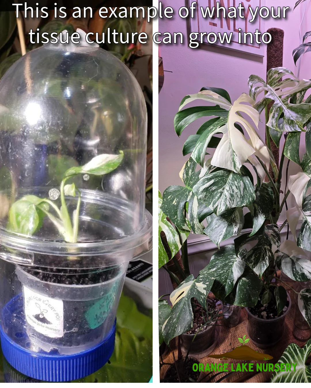 Monstera Albo Tissue Culture - Image 7