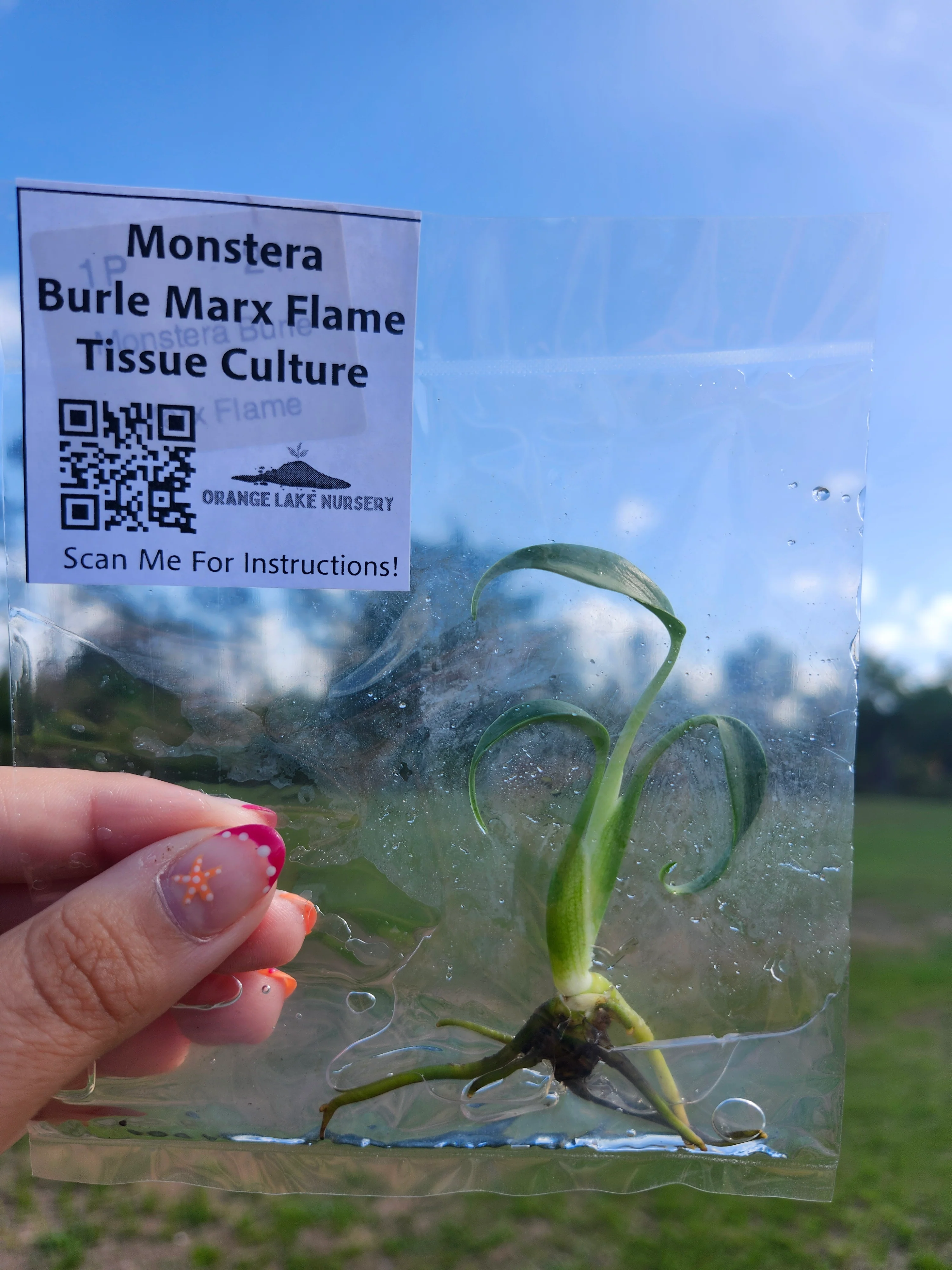 Monstera Burle Marx Flame Tissue Culture - Image 3