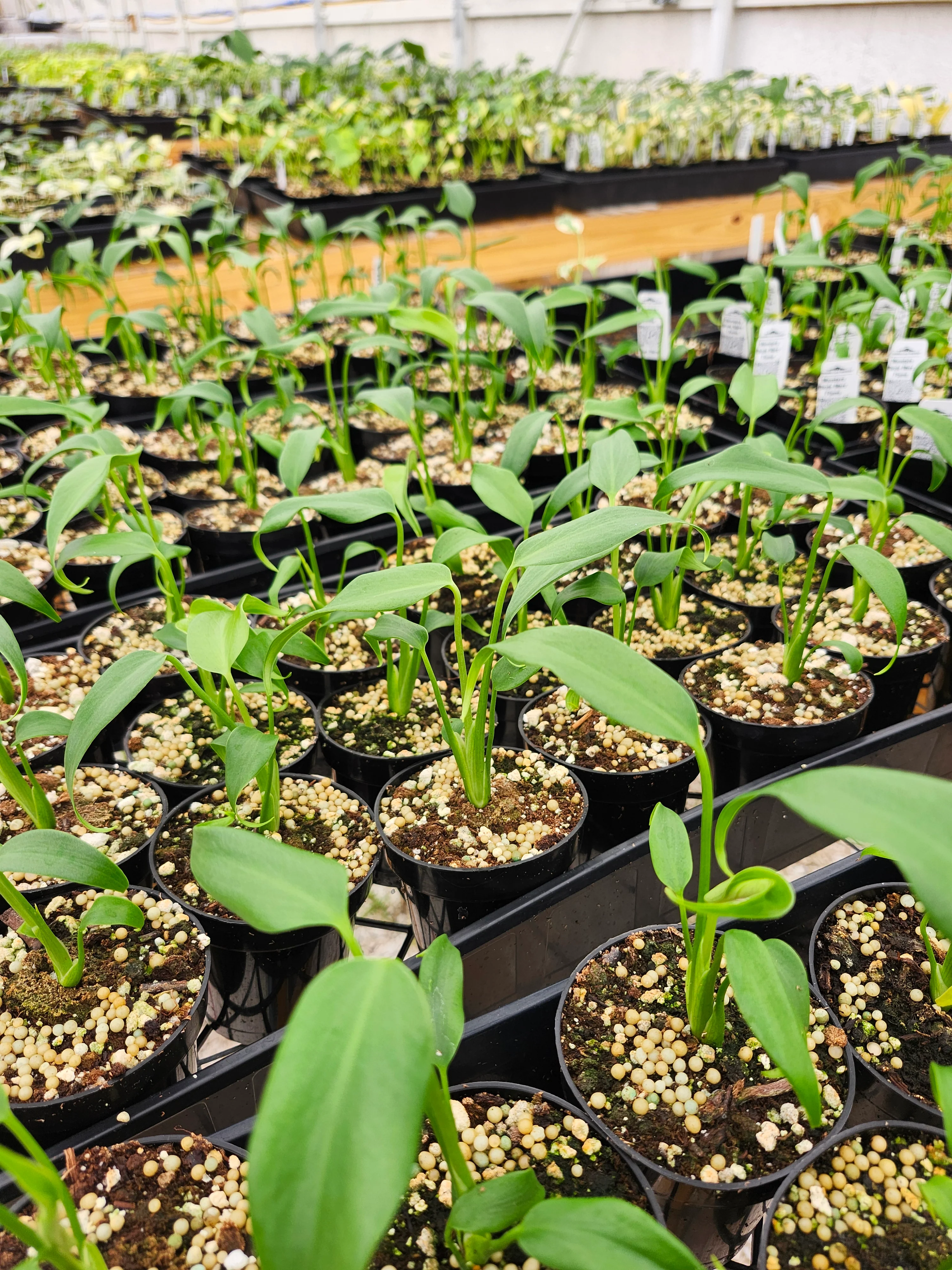 Monstera Burle Marx Flame (3in)- Grower's Choice - Image 10
