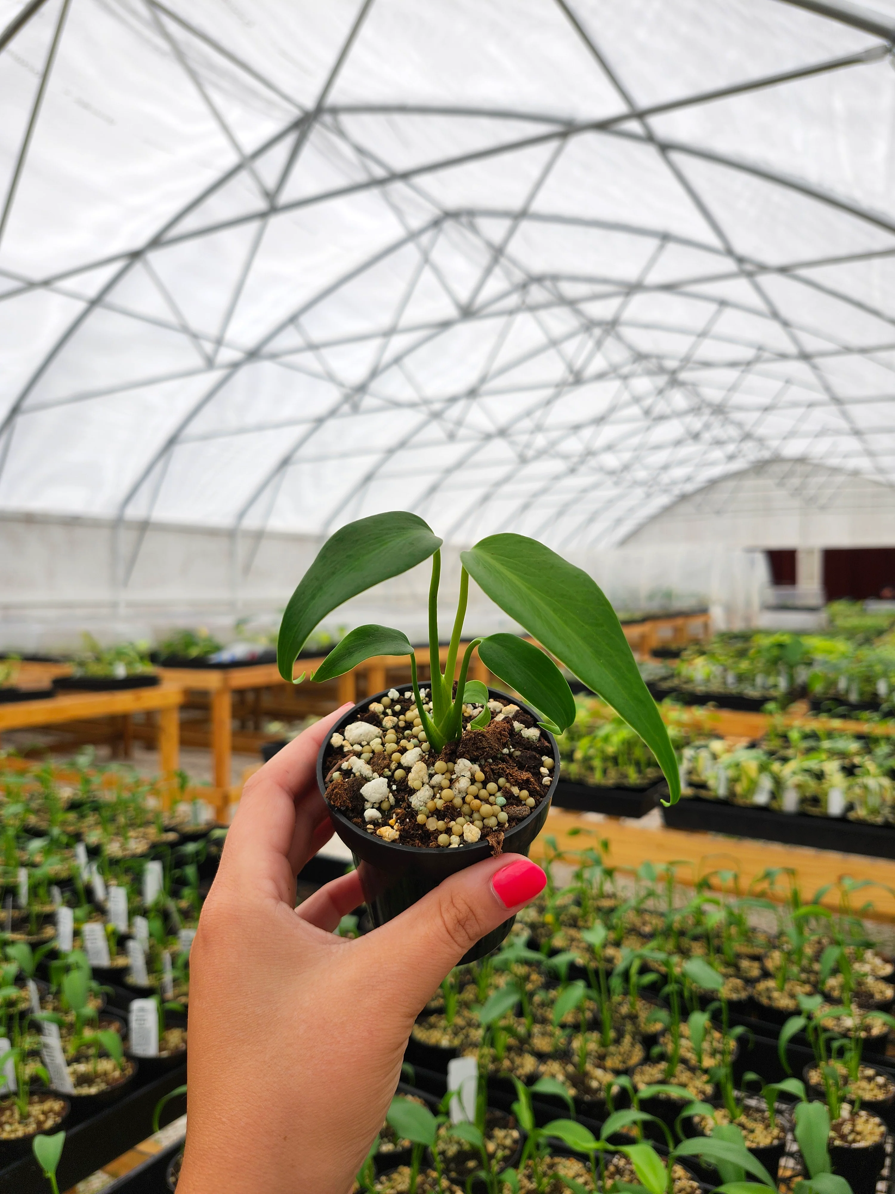 Monstera Burle Marx Flame (3in)- Grower's Choice - Image 11