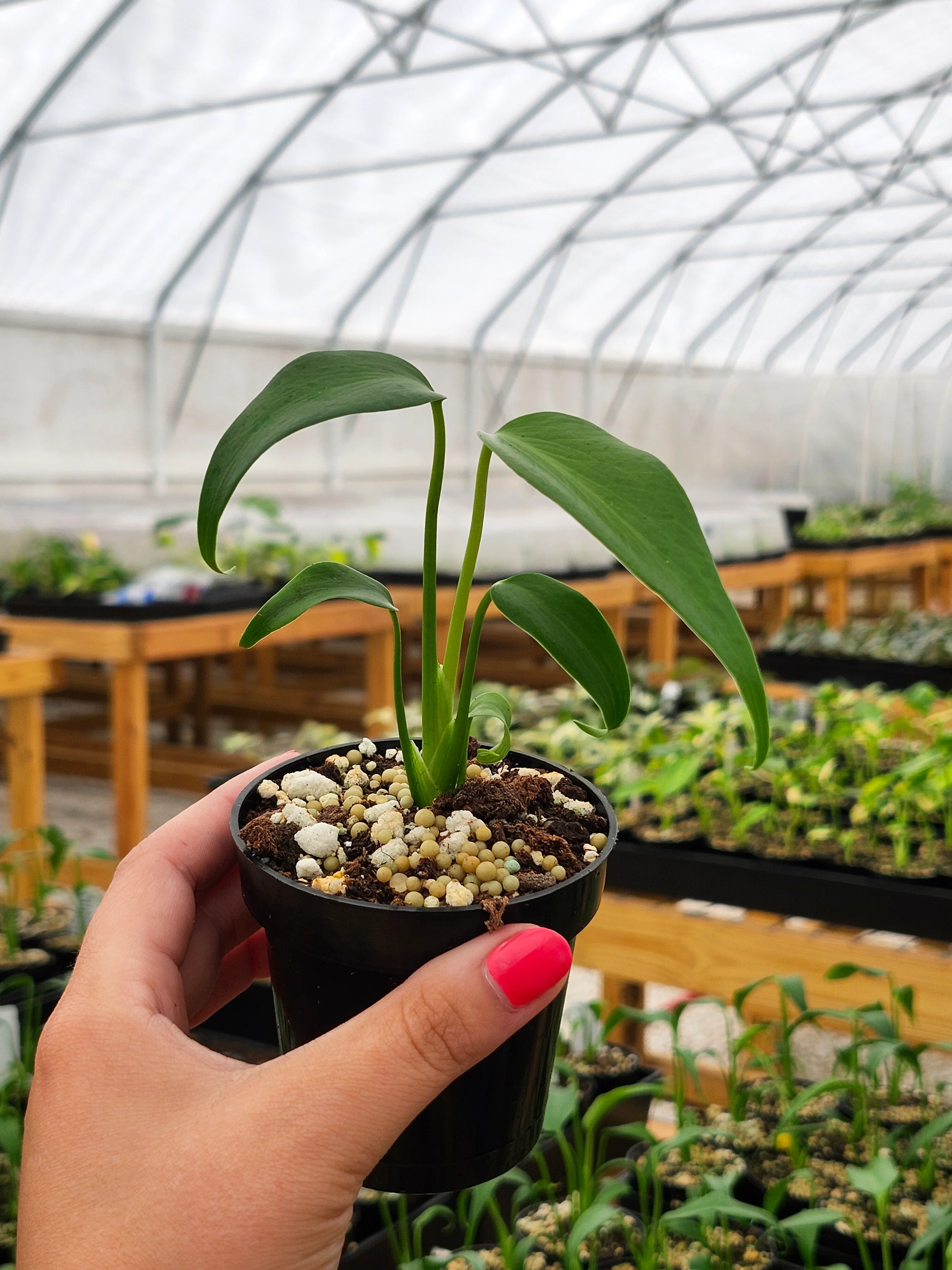 Monstera Burle Marx Flame (3in)- Grower's Choice - Image 3