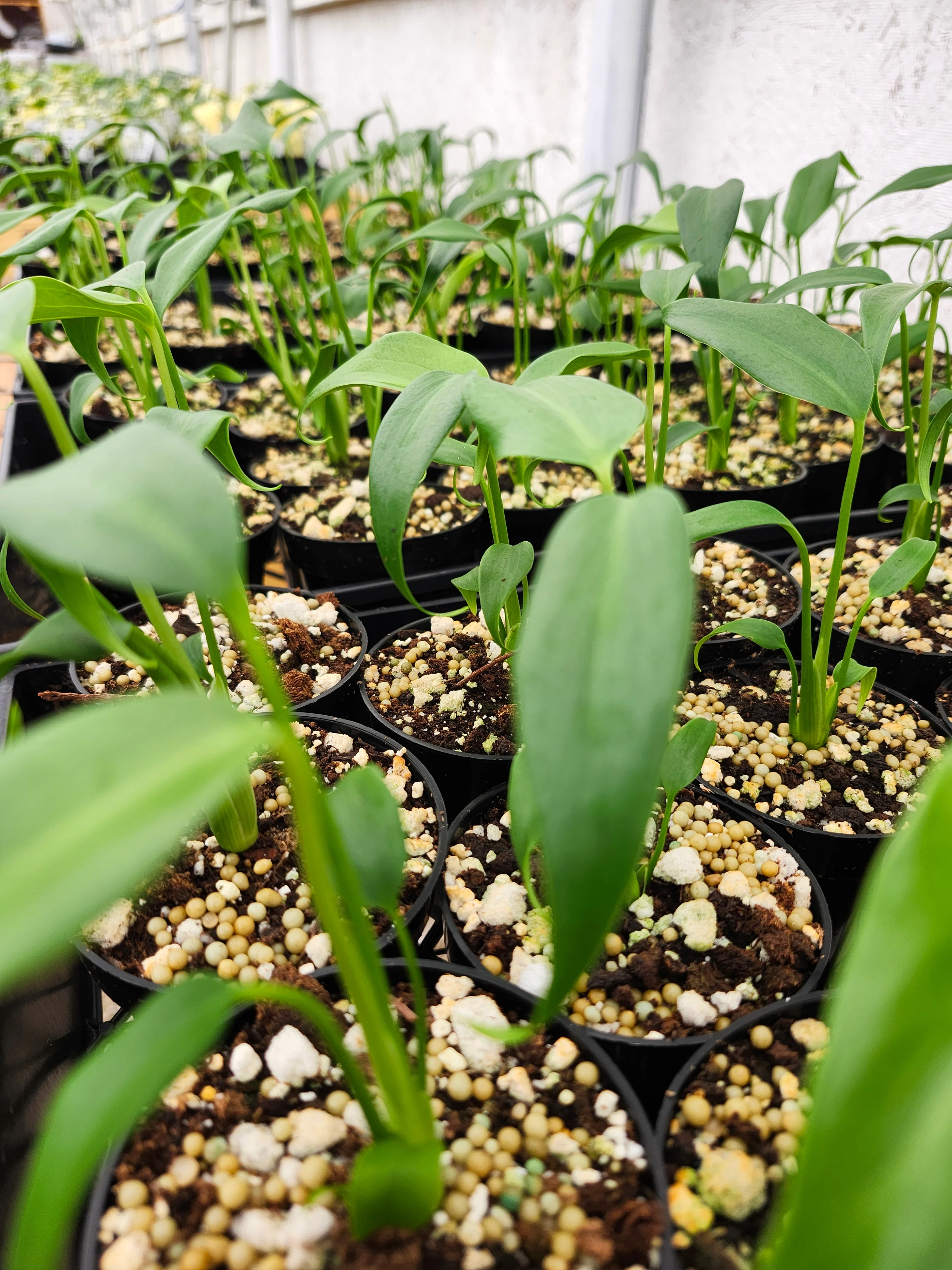 Monstera Burle Marx Flame (3in)- Grower's Choice - Image 5