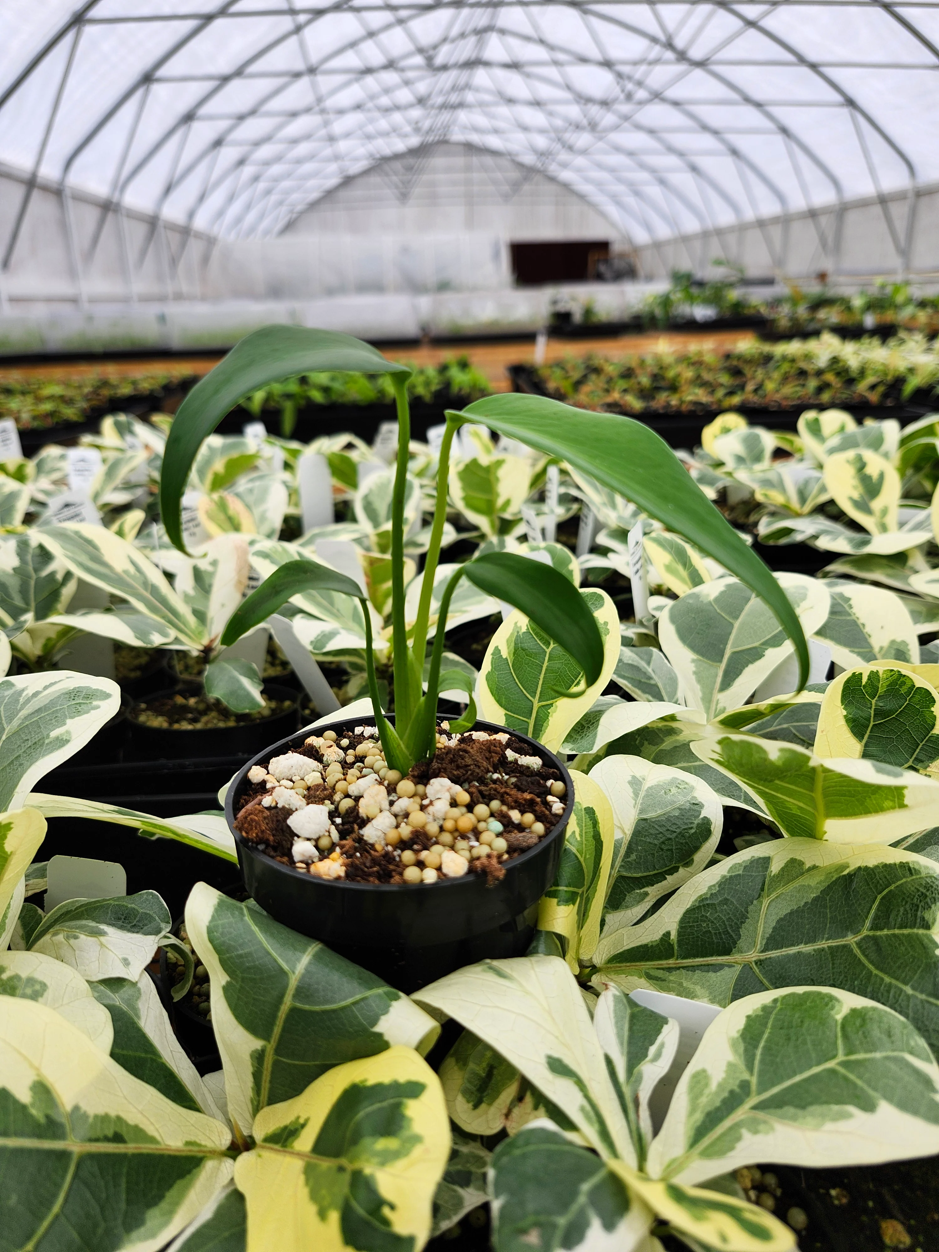 Monstera Burle Marx Flame (3in)- Grower's Choice - Image 6