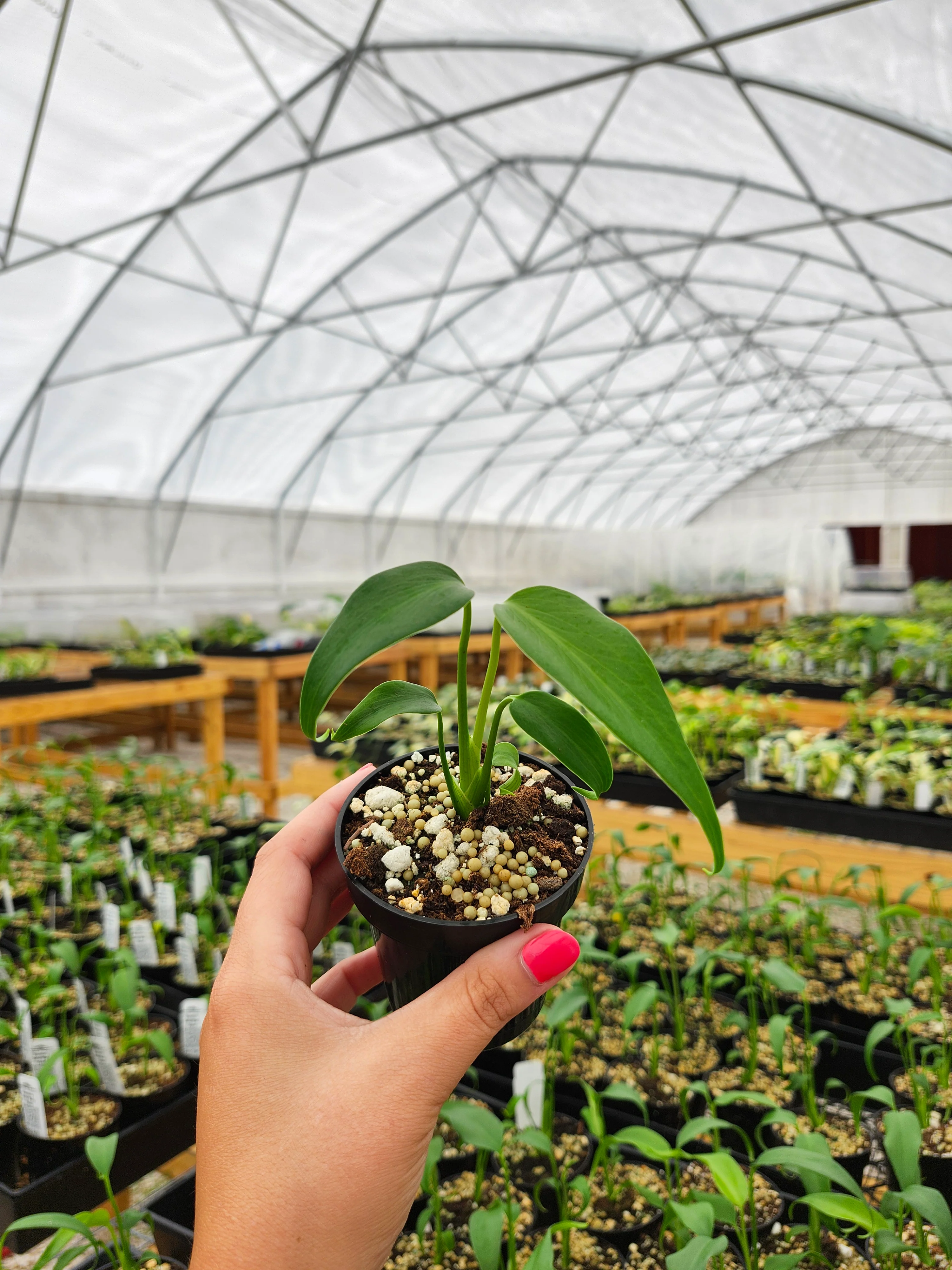 Monstera Burle Marx Flame (3in)- Grower's Choice - Image 7