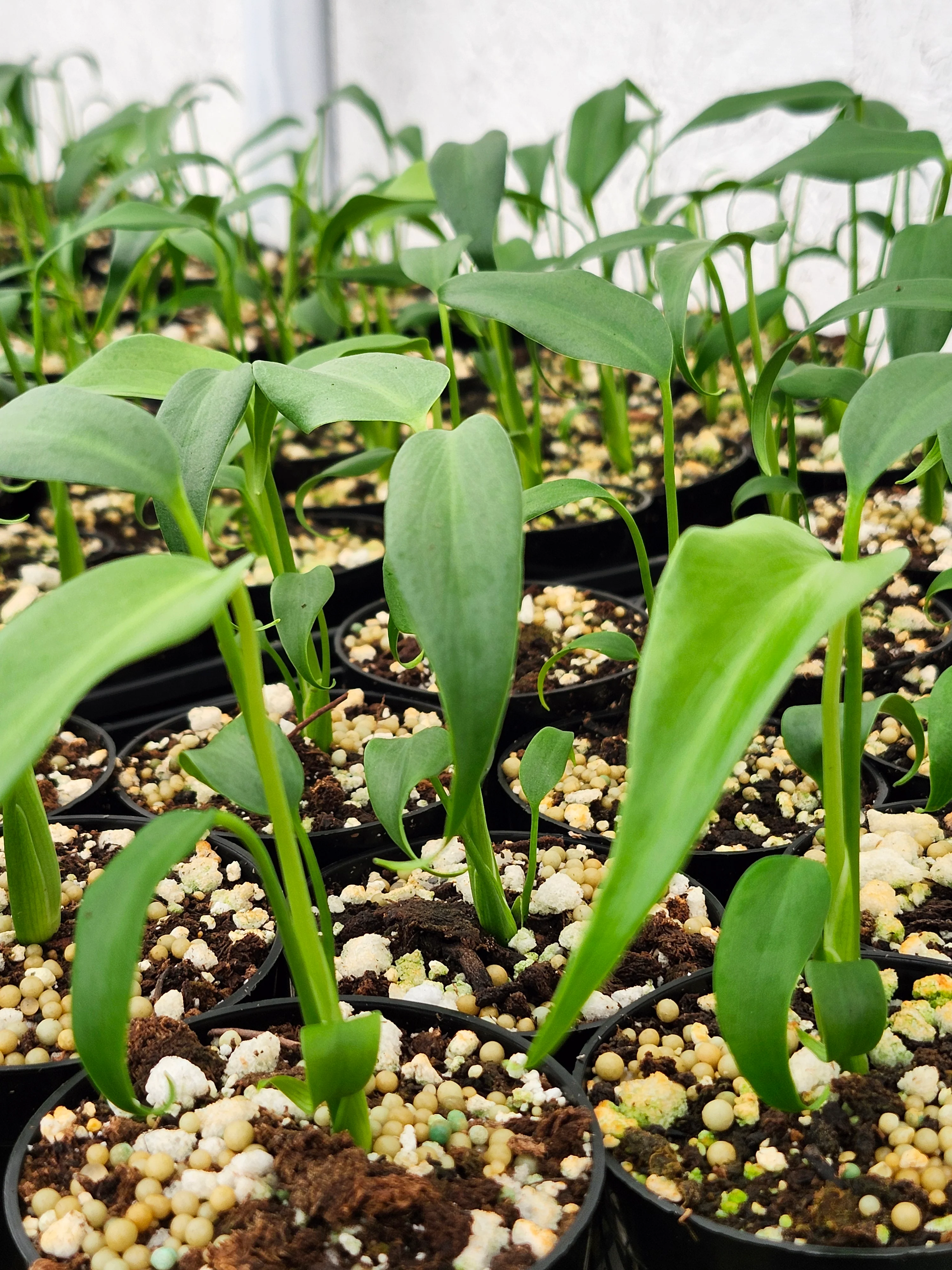 Monstera Burle Marx Flame (3in)- Grower's Choice - Image 8