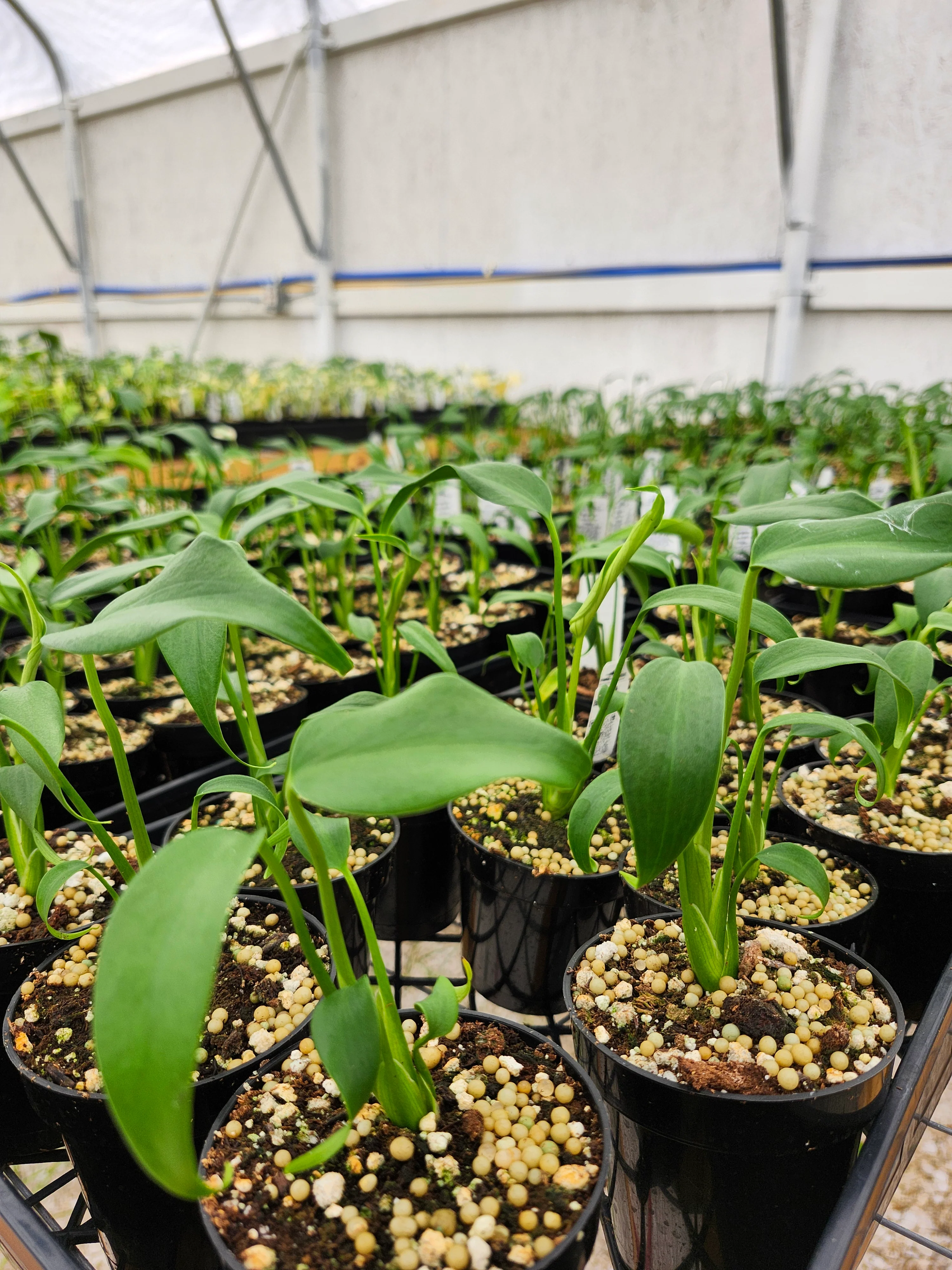 Monstera Burle Marx Flame (3in)- Grower's Choice - Image 9