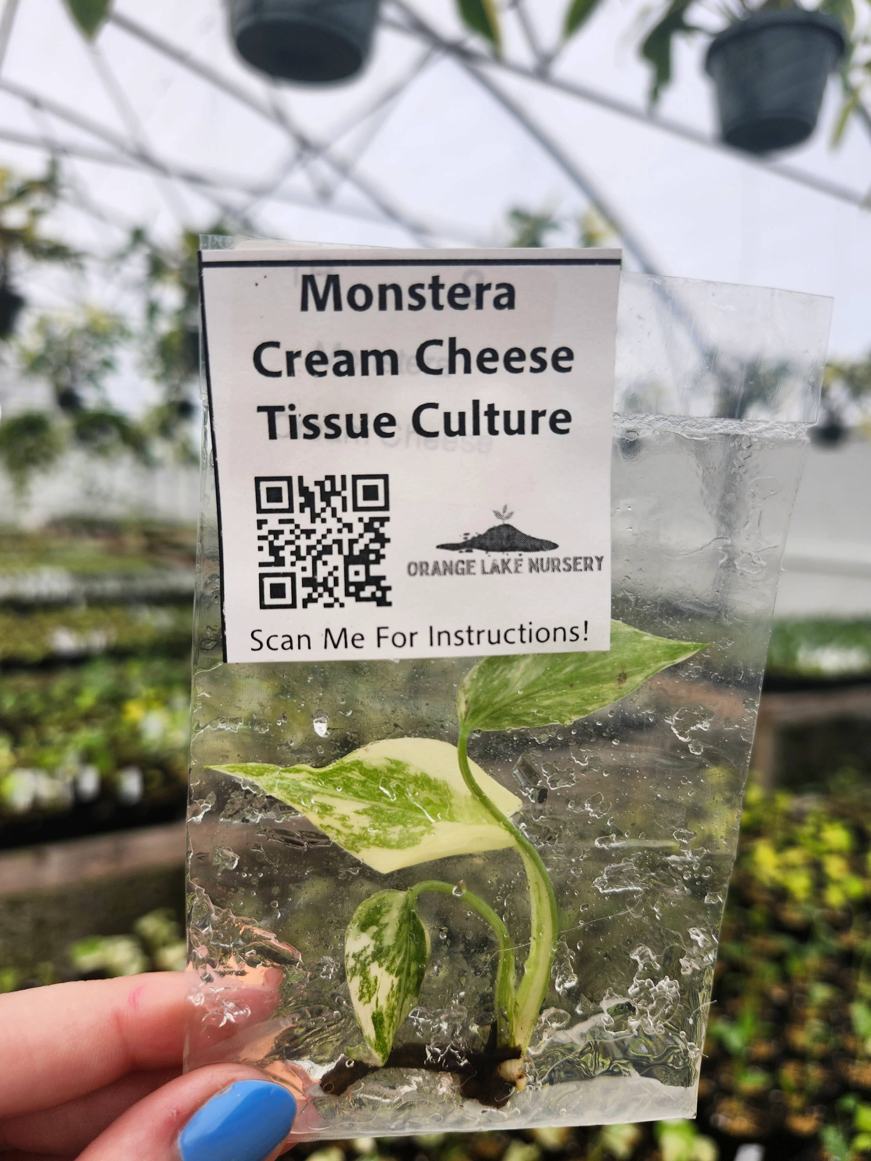 Monstera Cream Cheese Tissue Culture