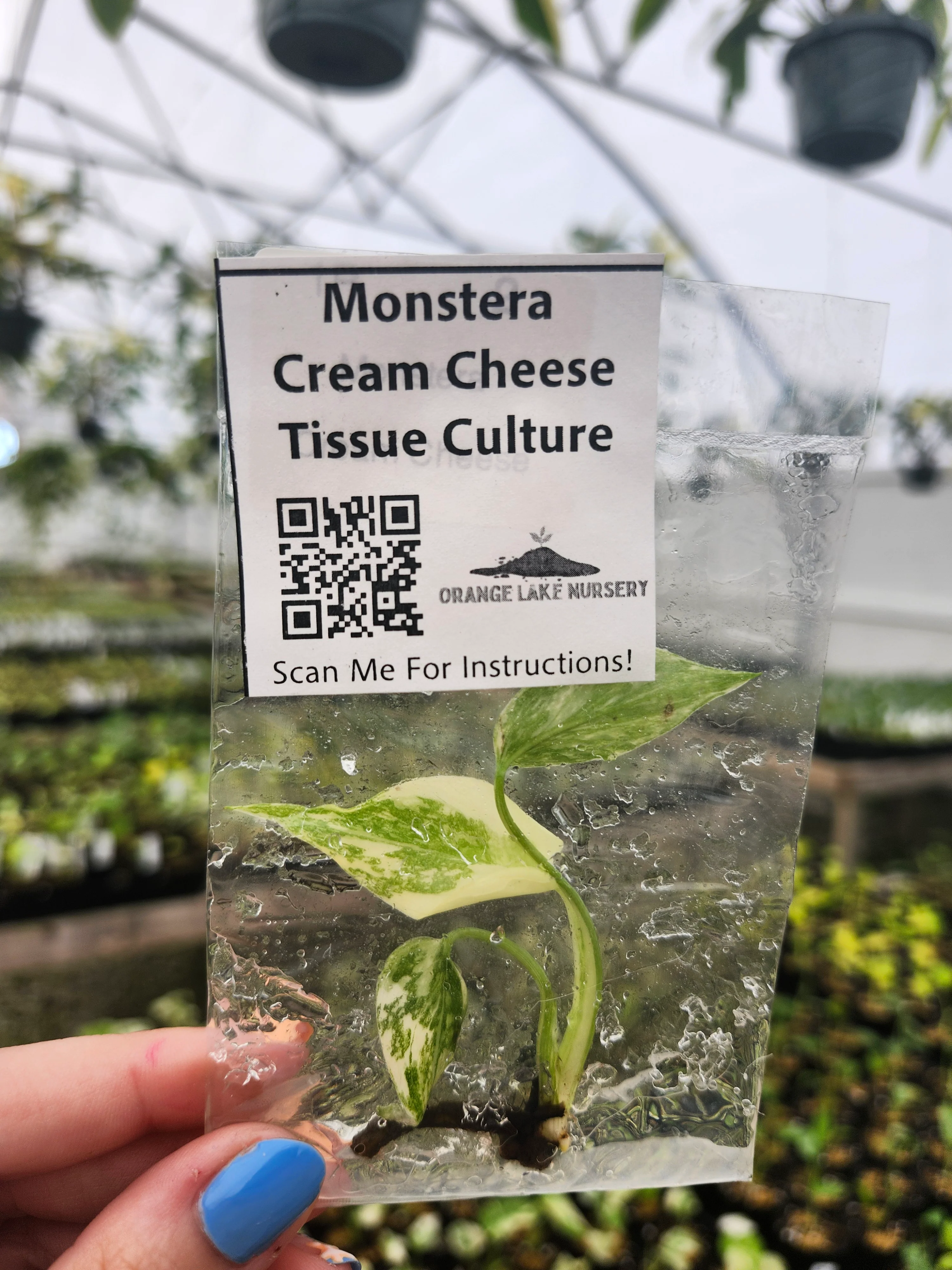 Monstera Cream Cheese Tissue Culture - Image 2