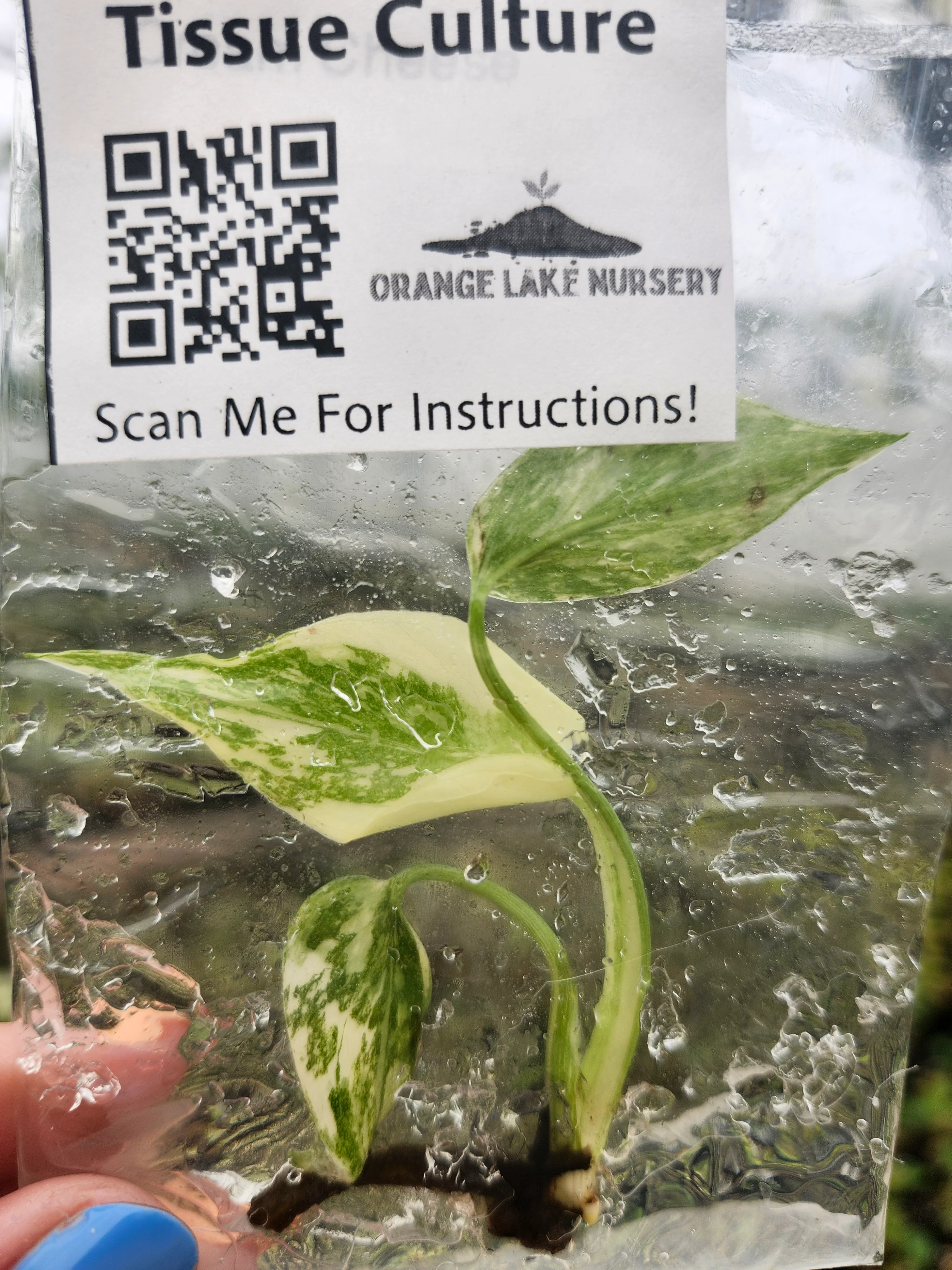 Monstera Cream Cheese Tissue Culture - Image 3