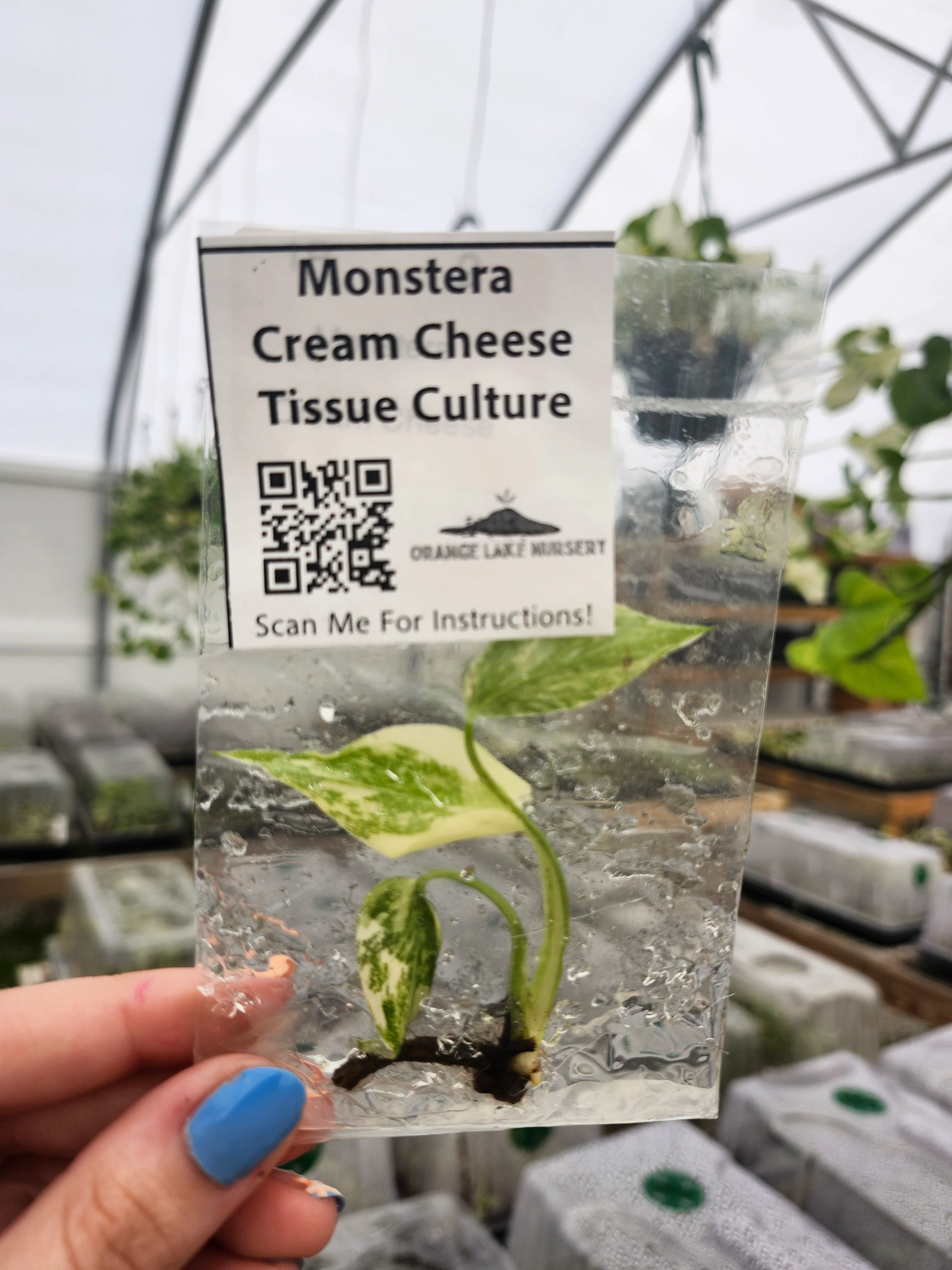 Monstera Cream Cheese Tissue Culture - Image 4