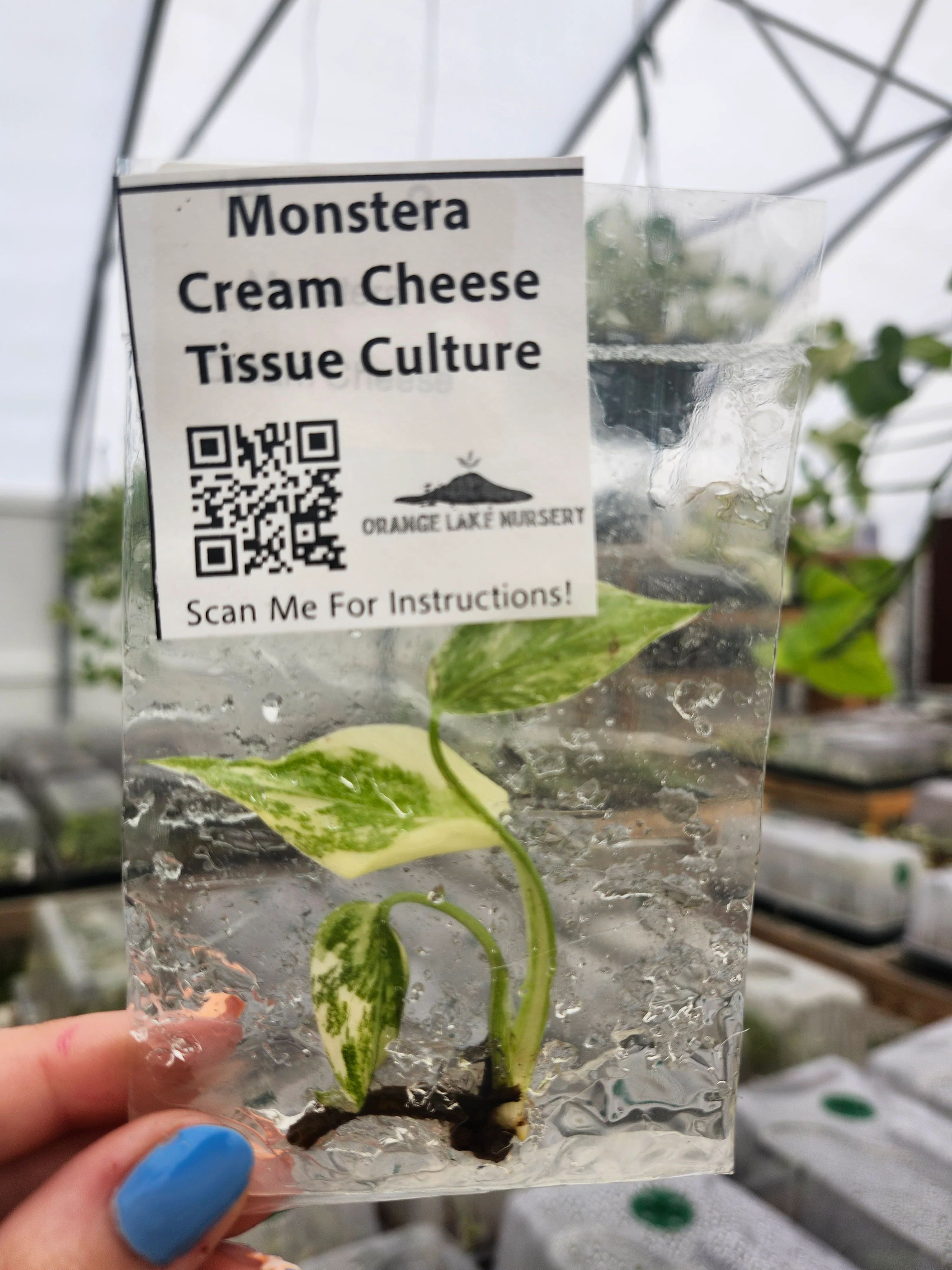Monstera Cream Cheese Tissue Culture - Image 5