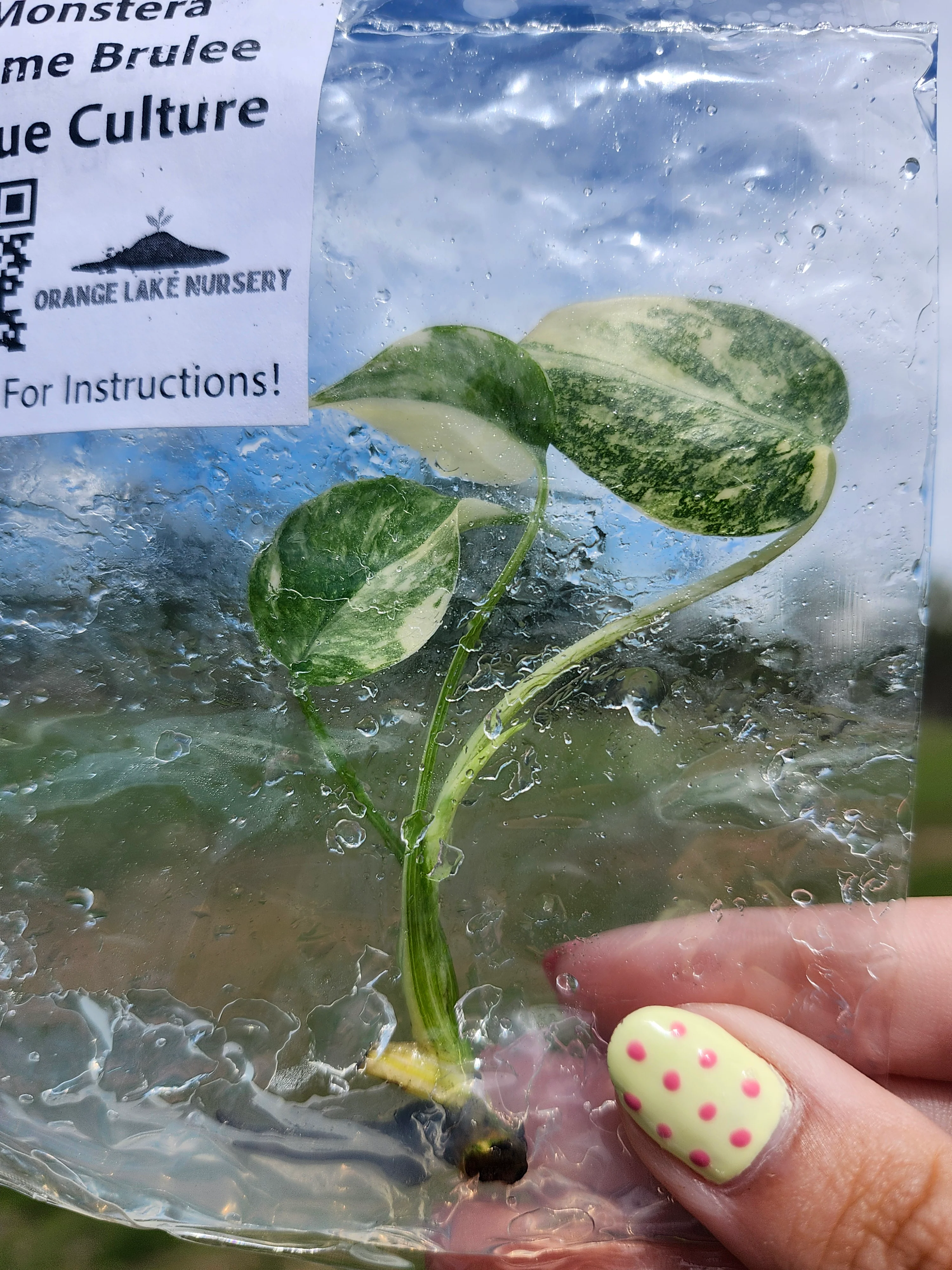 Monstera Creme Brulee Tissue Culture