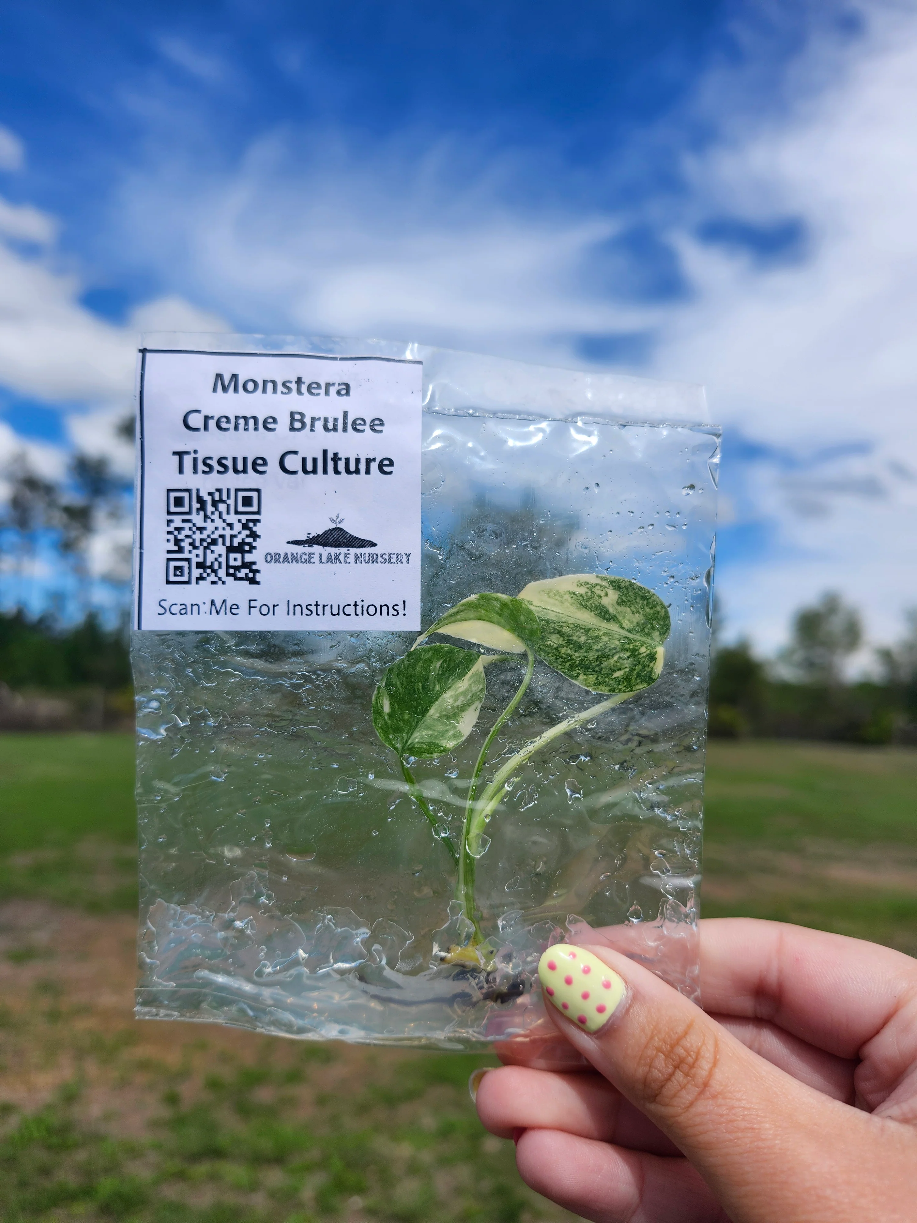 Monstera Creme Brulee Tissue Culture - Image 2